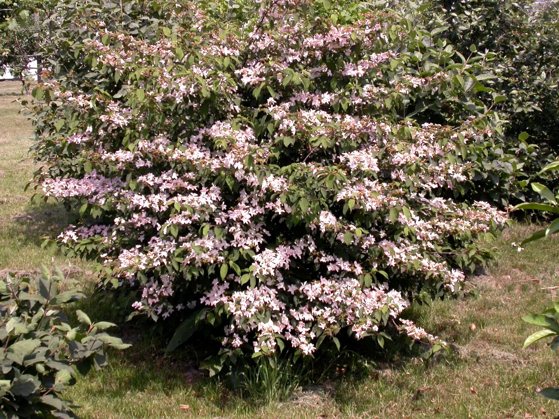 Viburno plicato ‘Pink Beauty’