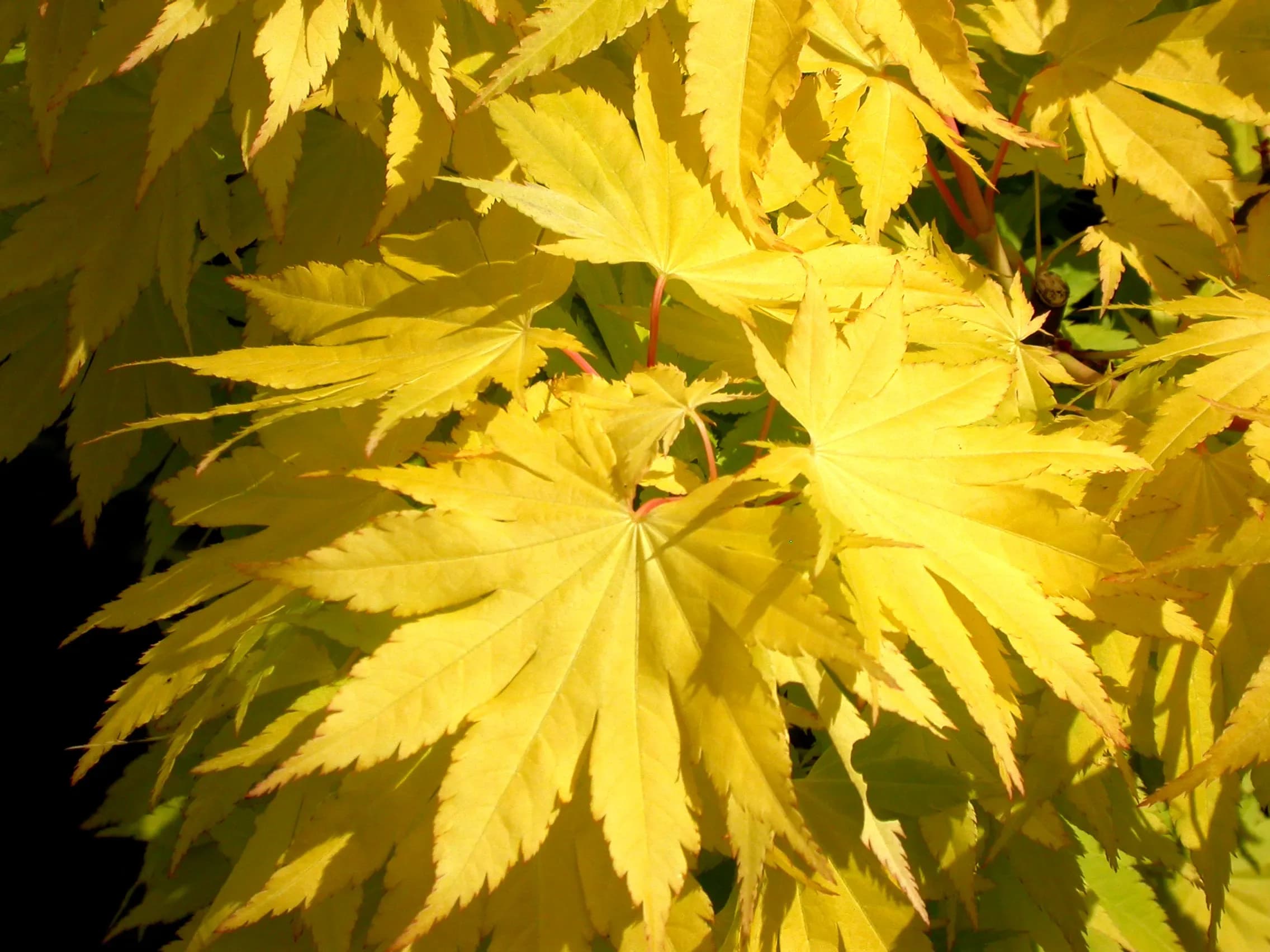 Acero Shirasawanum 'Jordan'