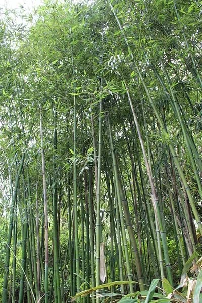 Bamboo Phyllostachys
