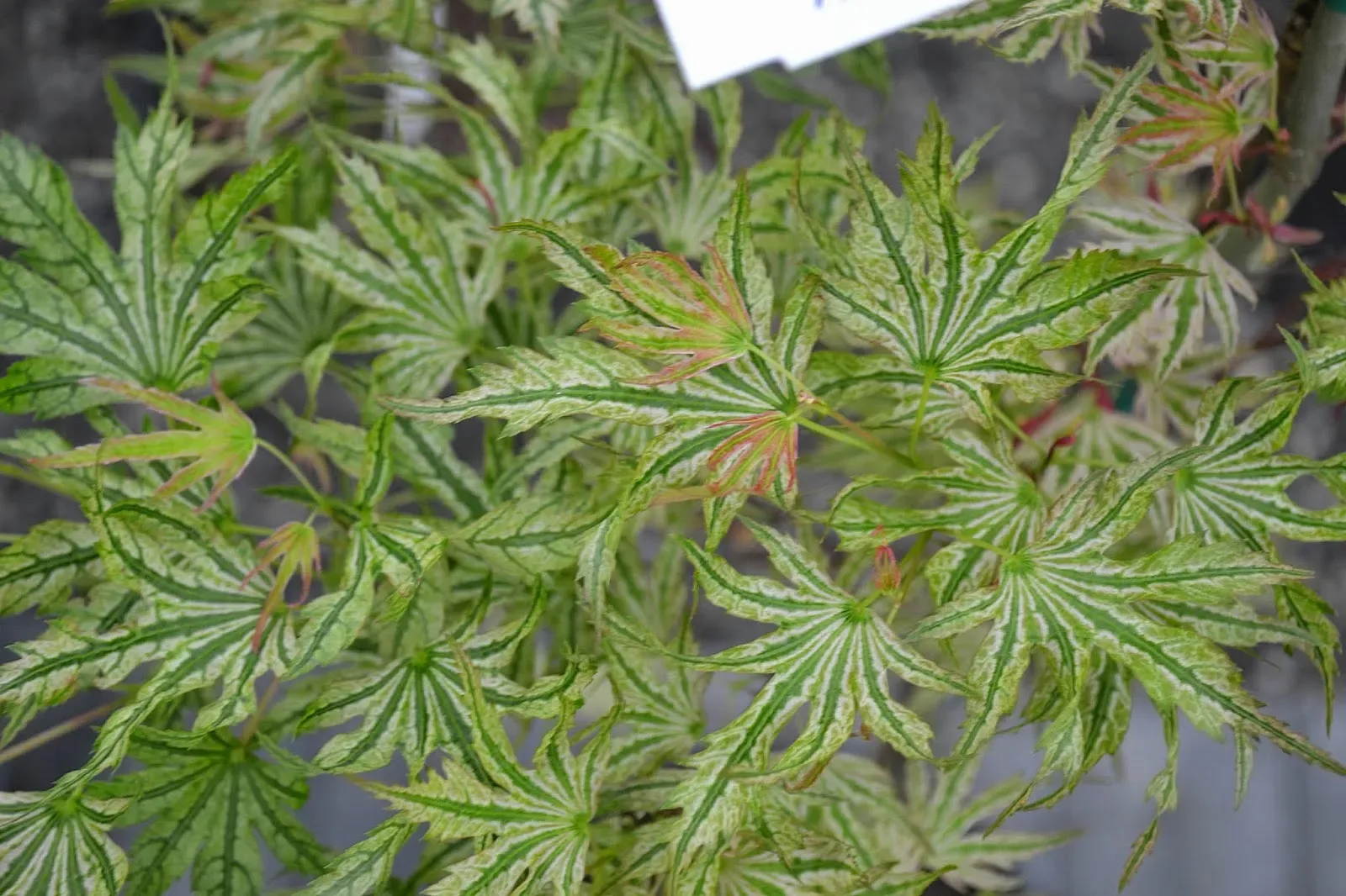 Acero Palmato 'Higasayama'