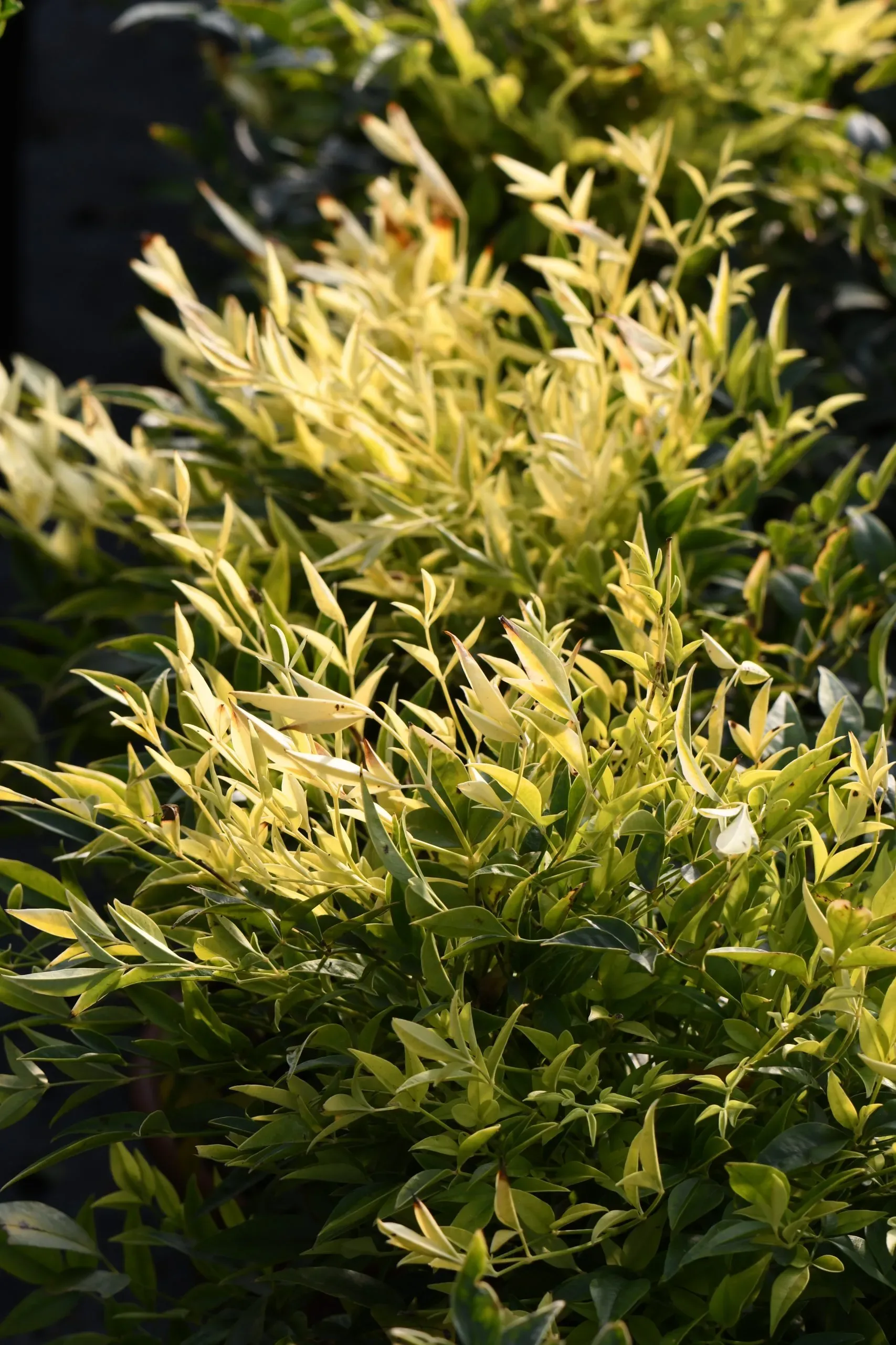 Nandina (bambù sacro)