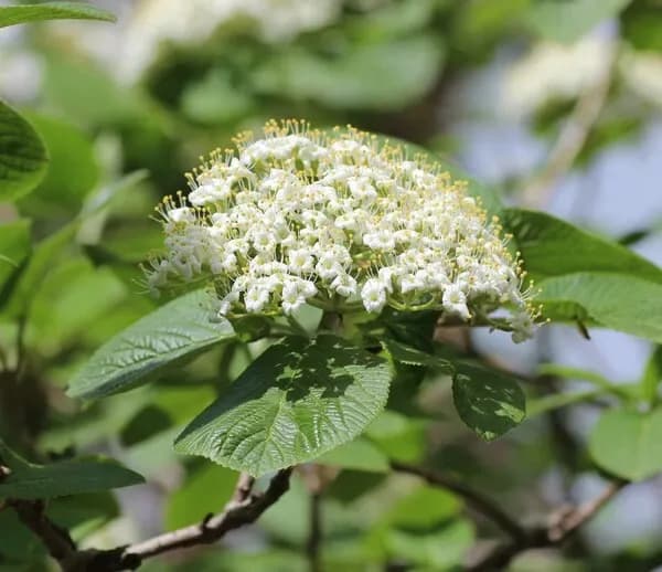 Viburno lantana