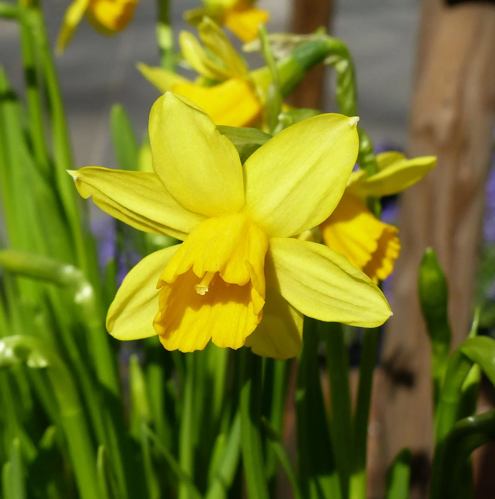 Narciso