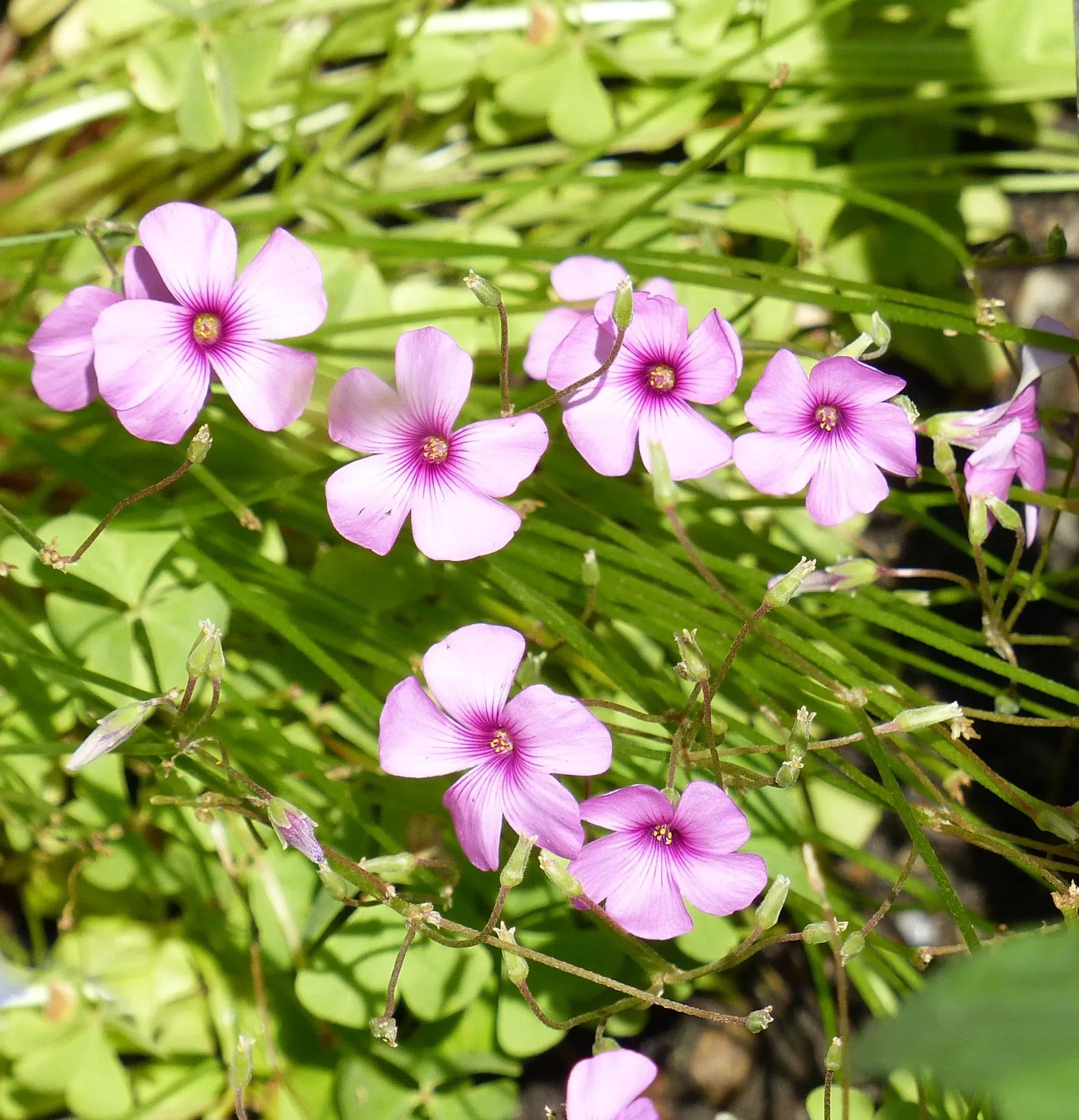 Oxalis