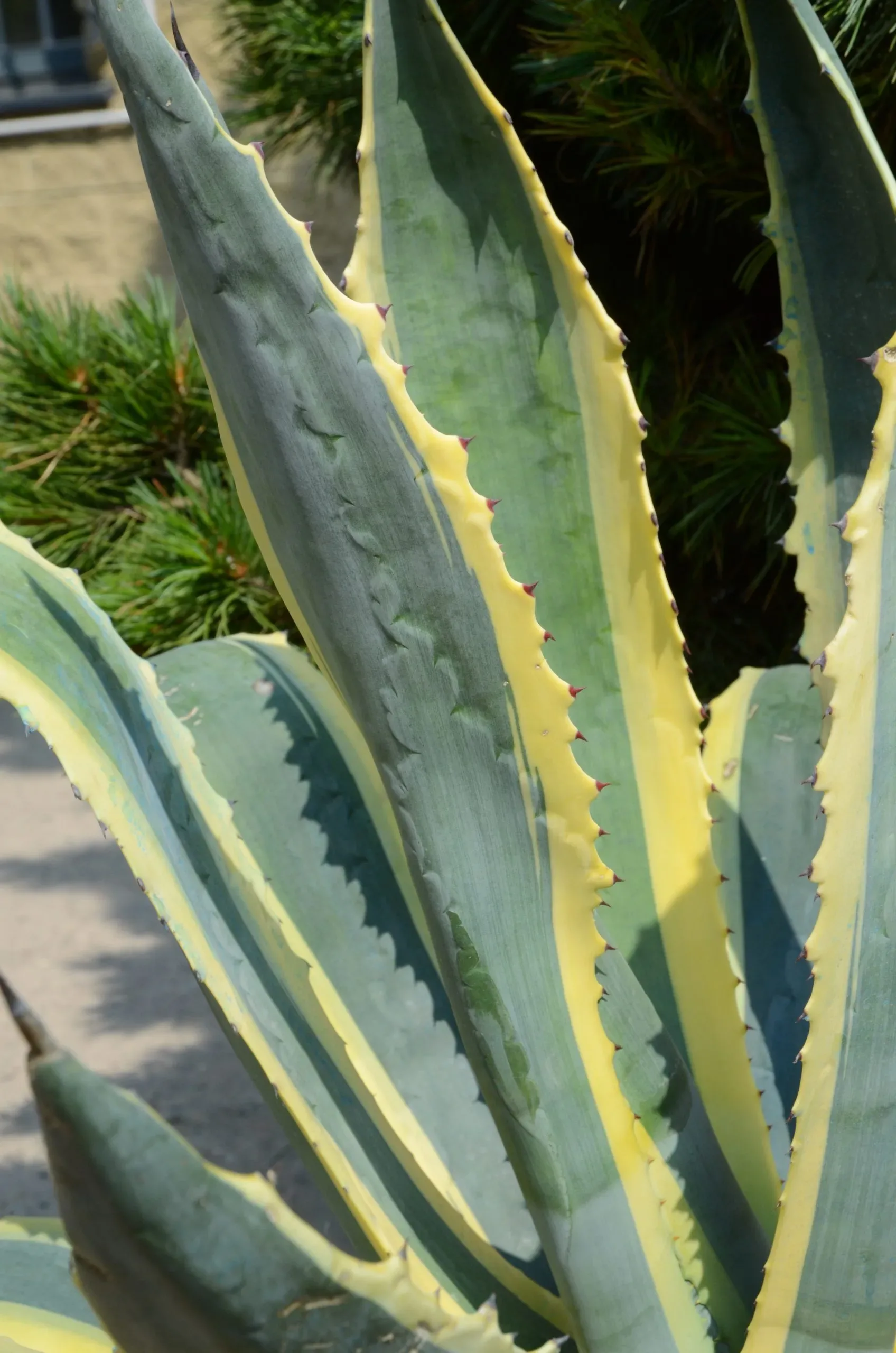 Agave americana variegata