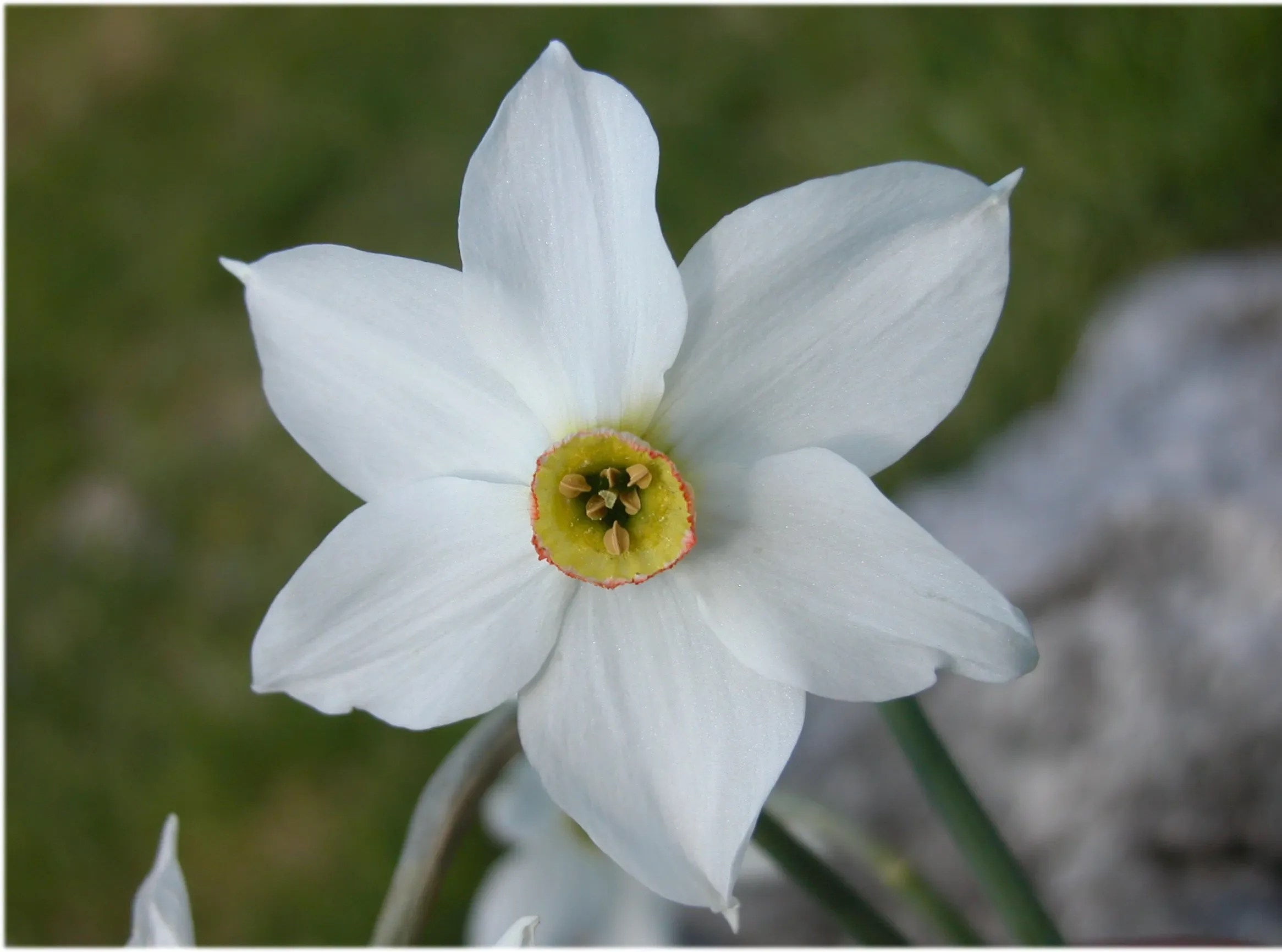 Narciso