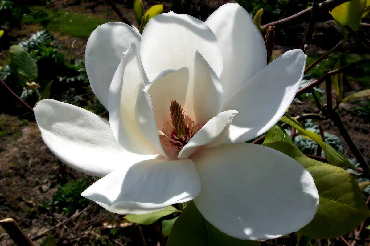 Magnolia