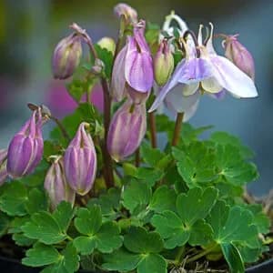 Aquilegia