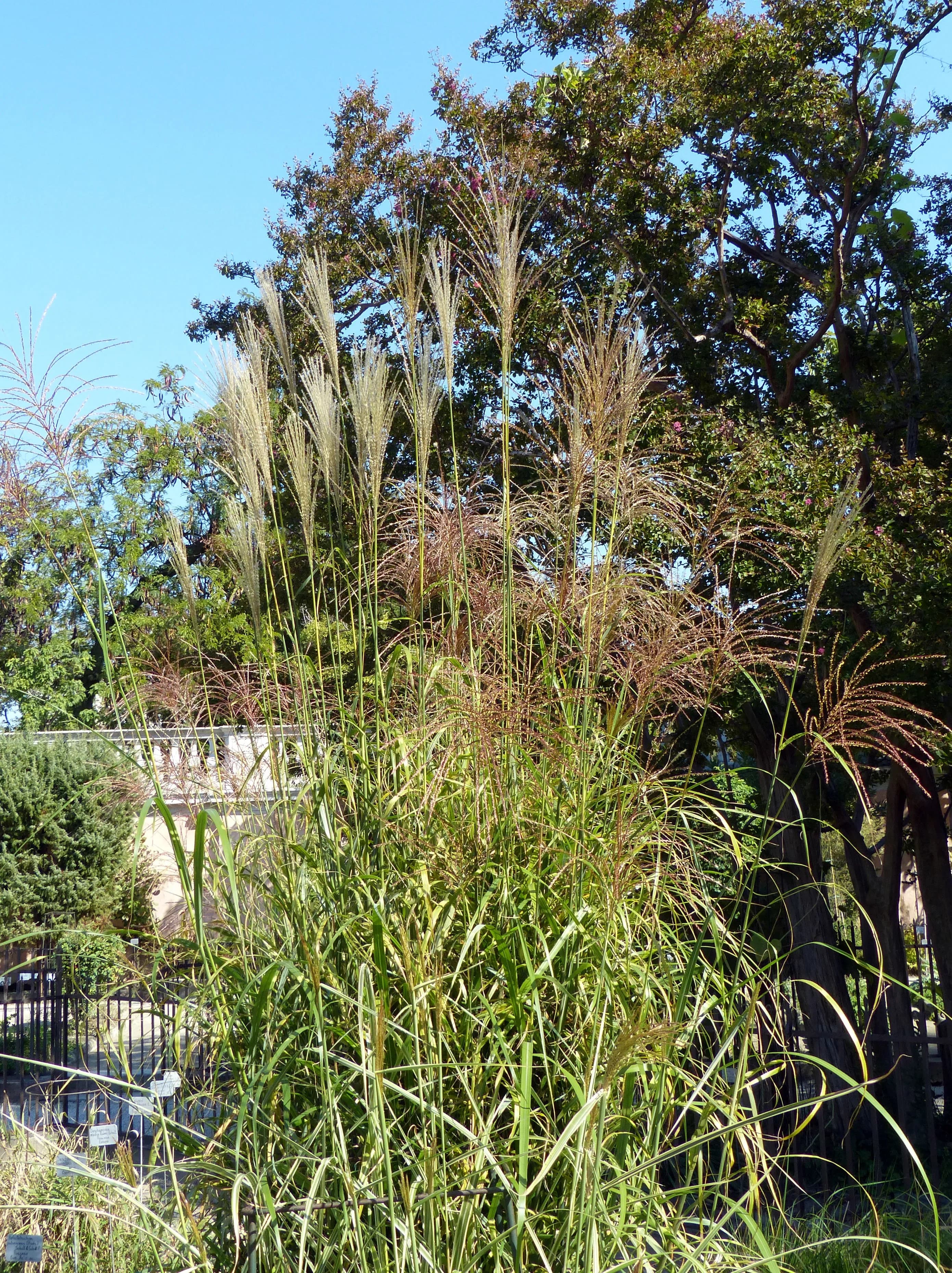 Miscanthus