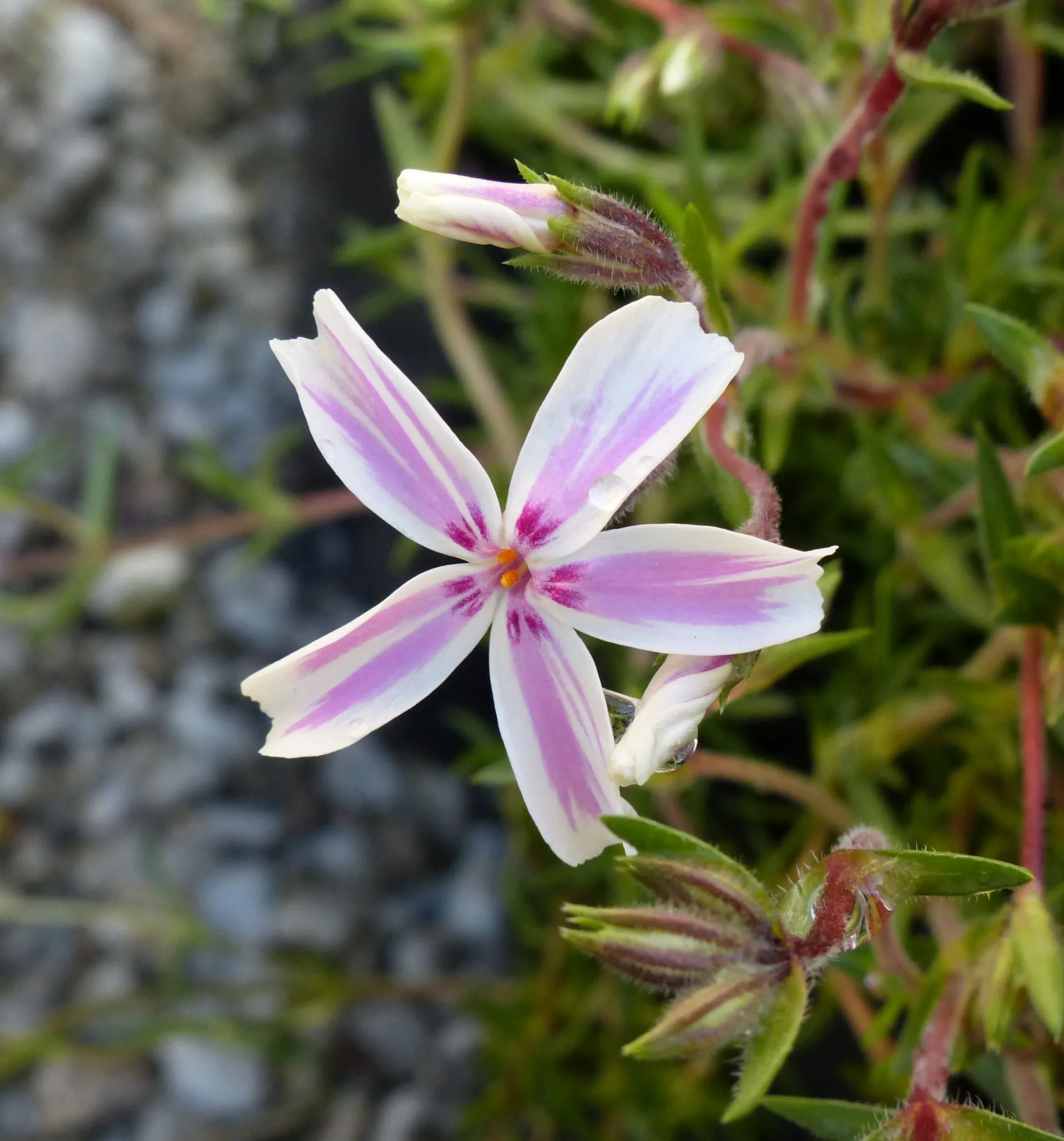 Flox muschiato