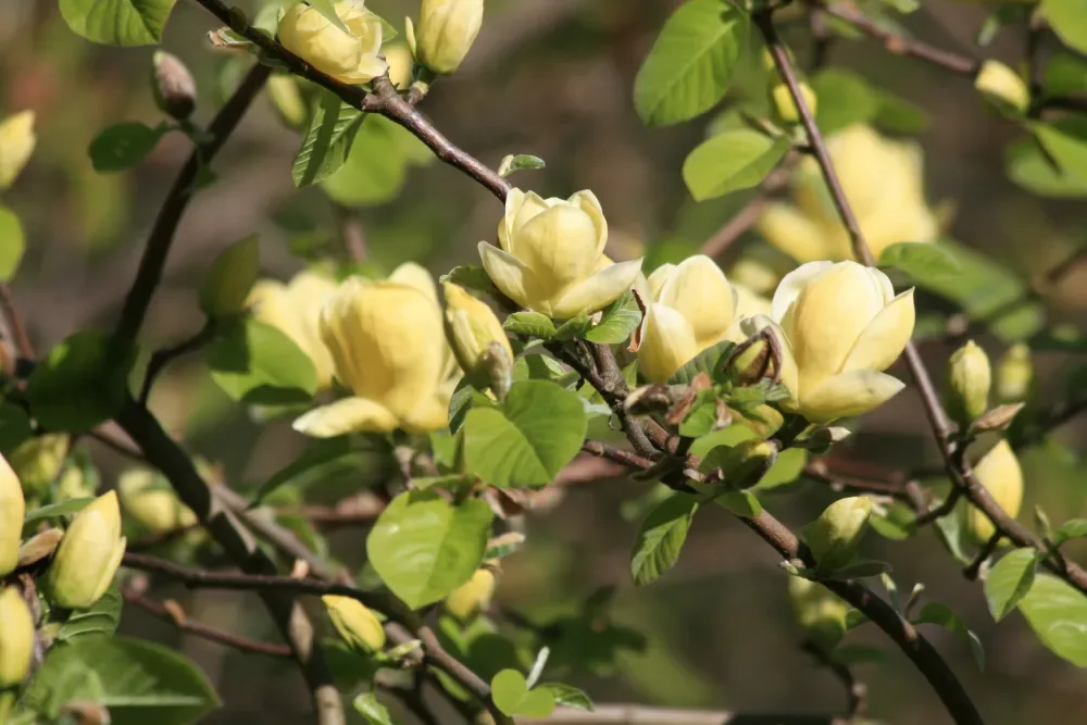 Magnolia