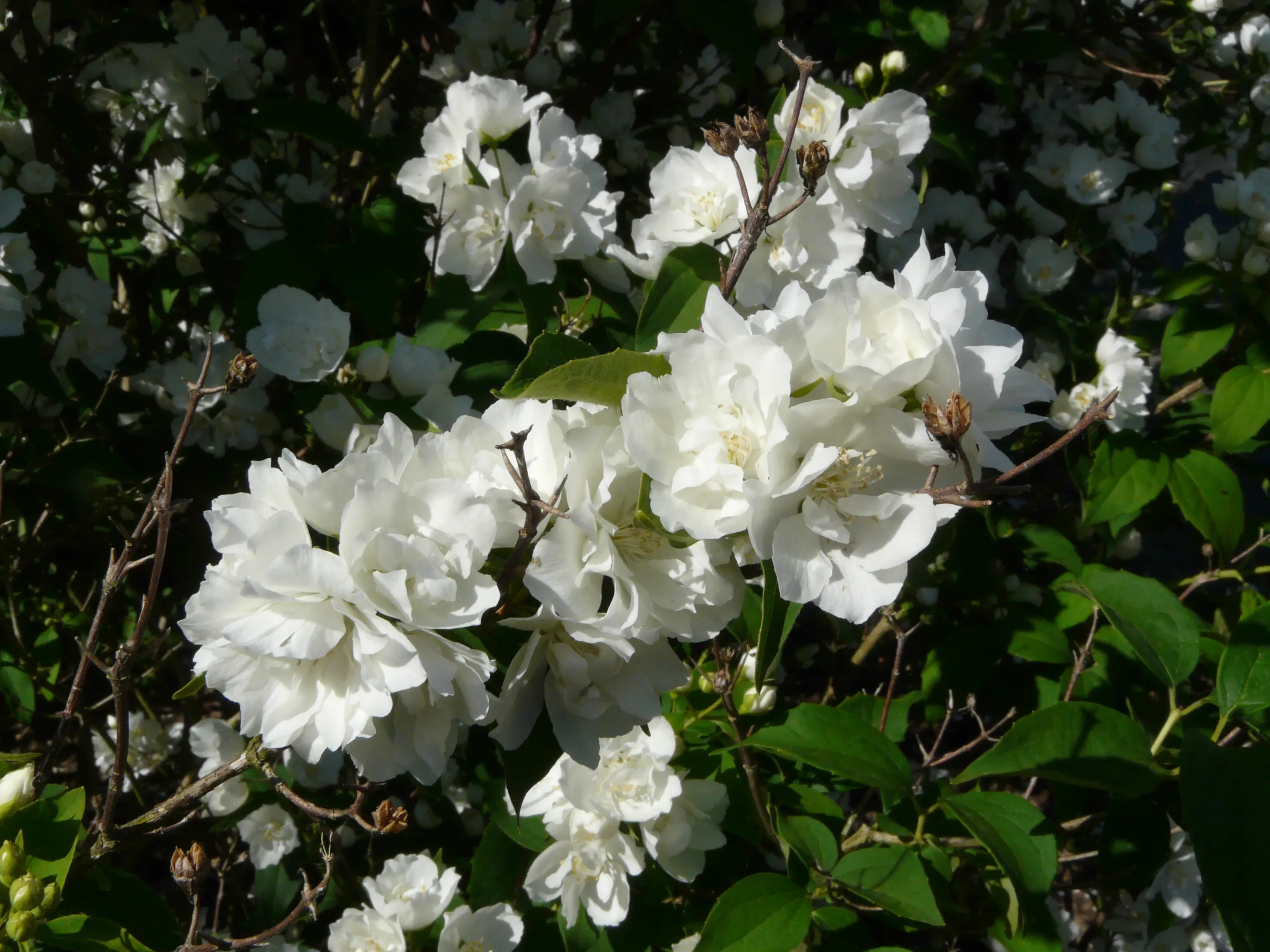 Fior d’angelo (Gelsomino falso)