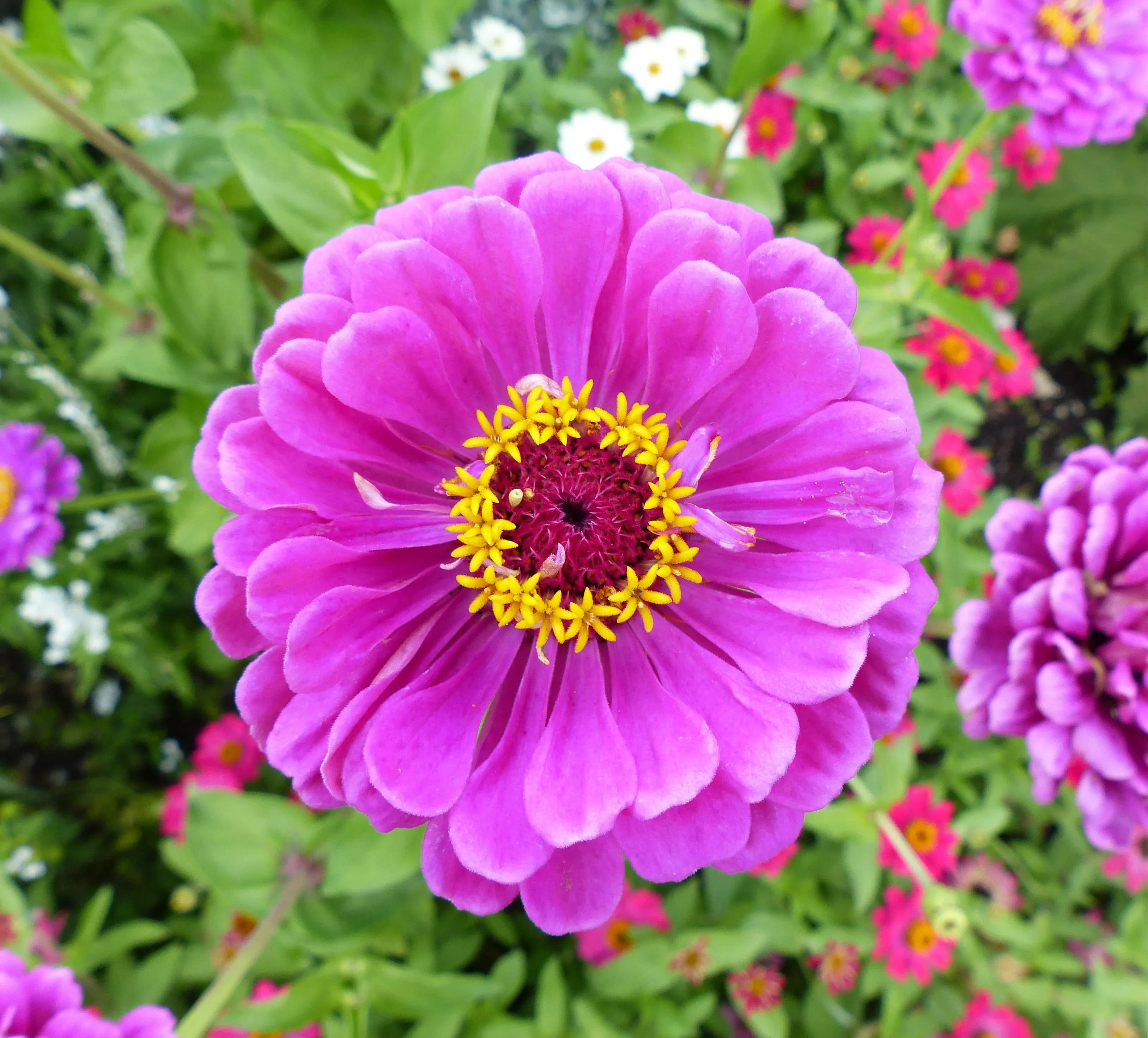 innia violacea cultivar 'Weinrot'