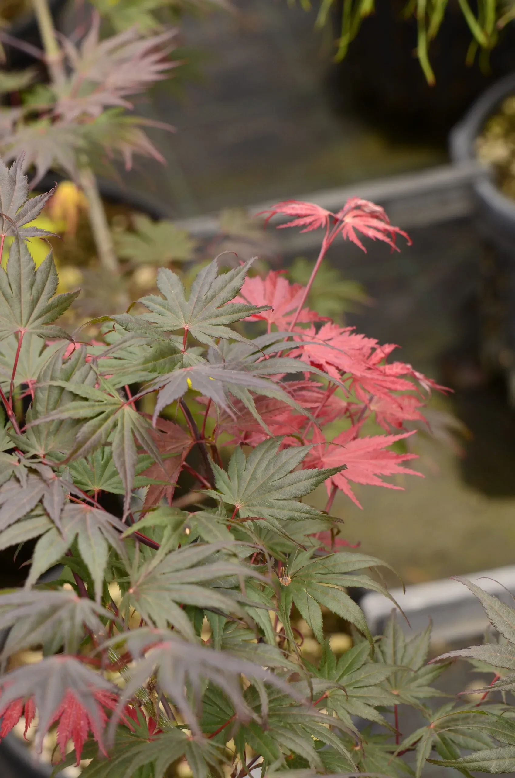 Acero Palmato 'Masu-Kagami'