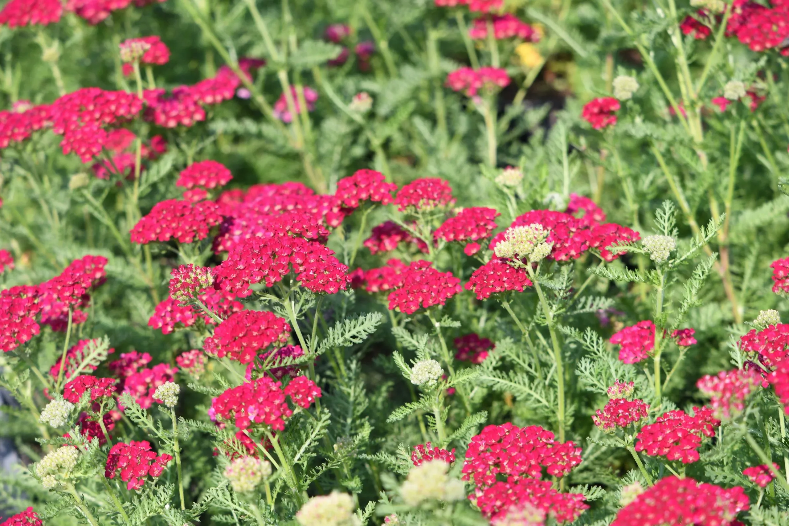 Achillea Pomegranate