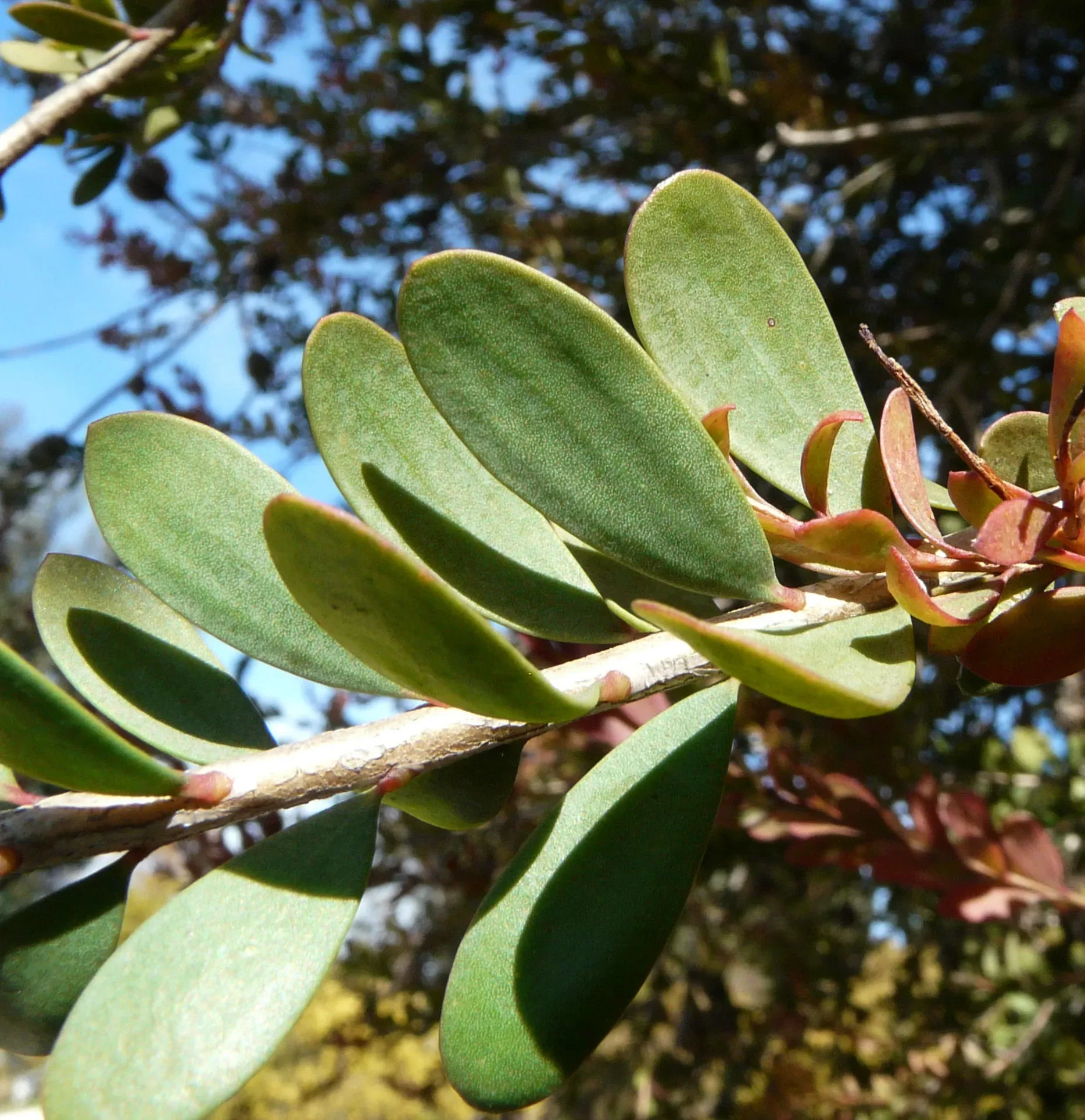 Melaleuca