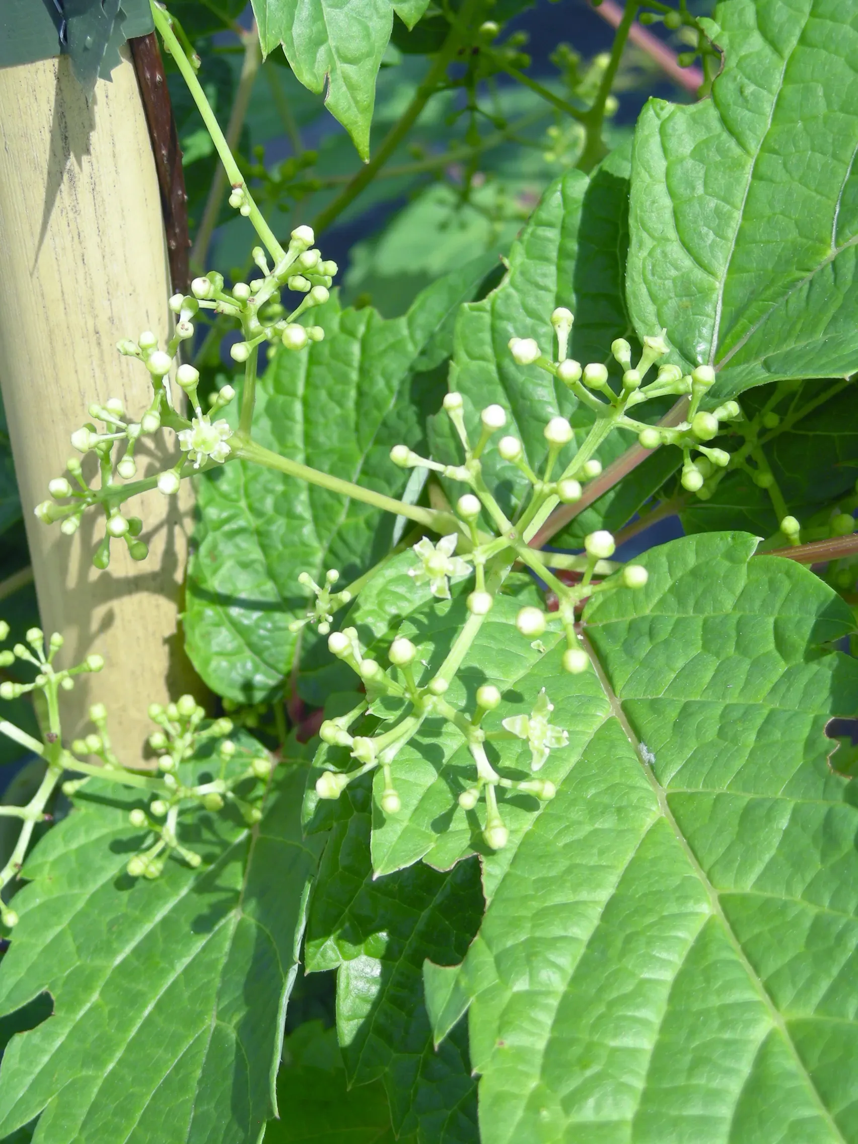 uva di porcellana a foglia larga