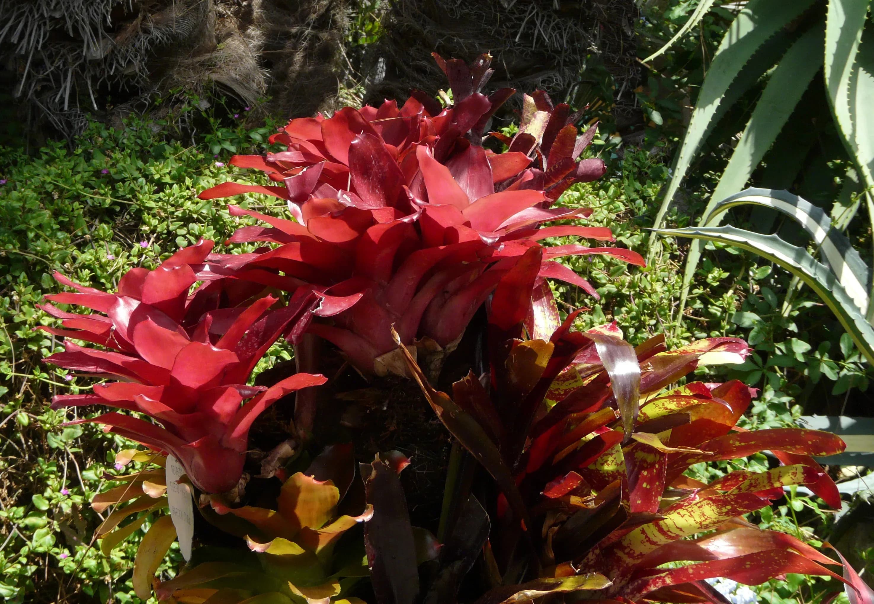 Neoregelia