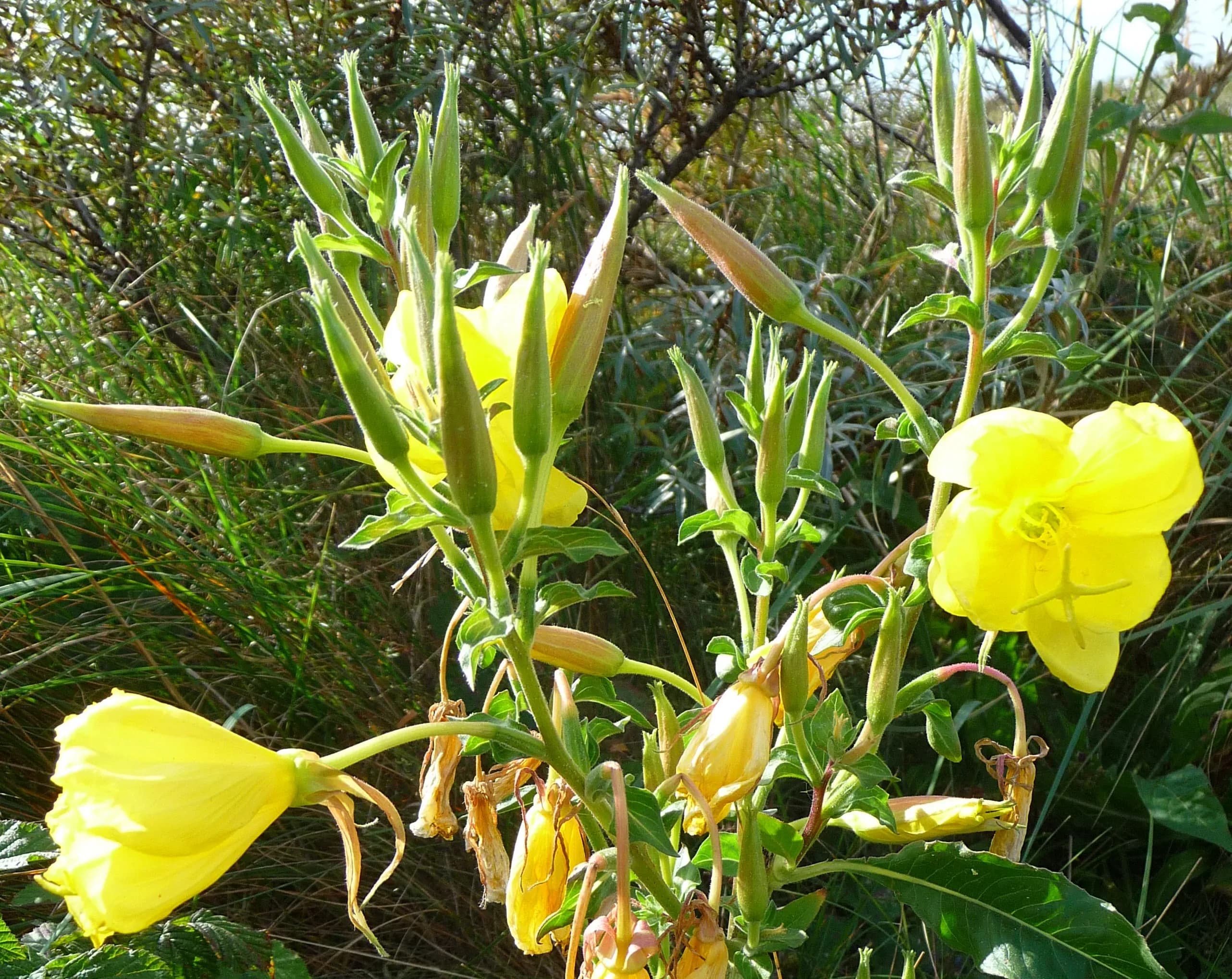 Enotera