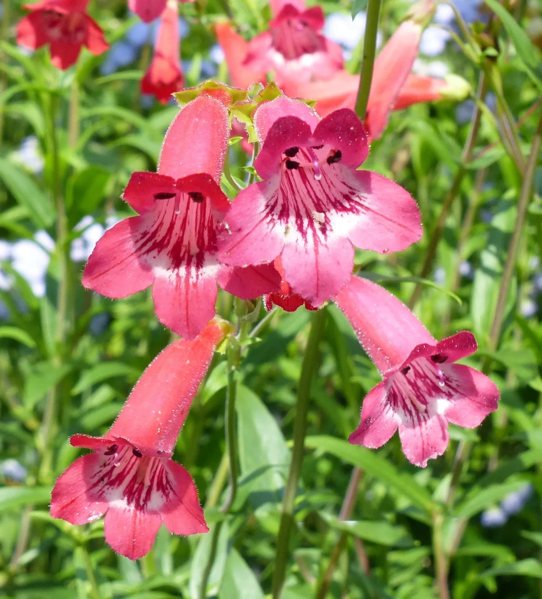 Penstemon 'Cherry'