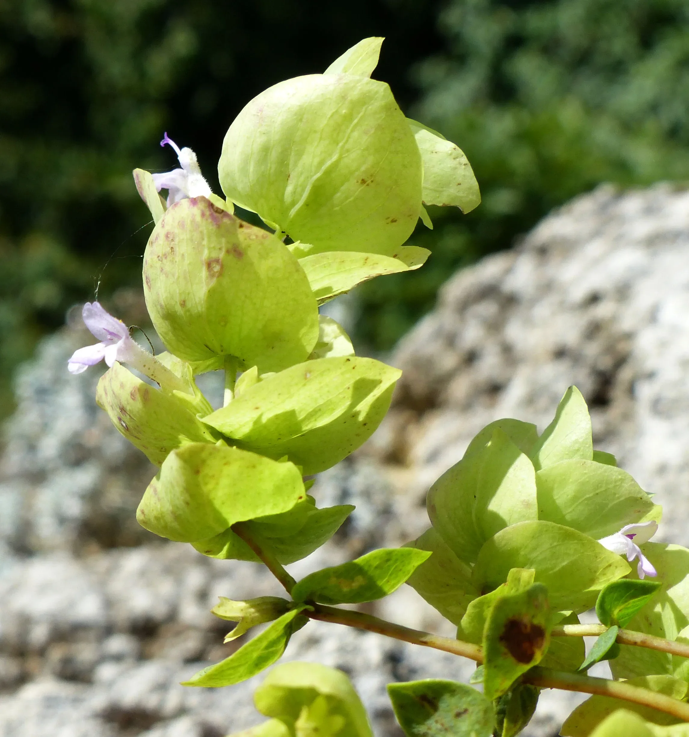 Origano