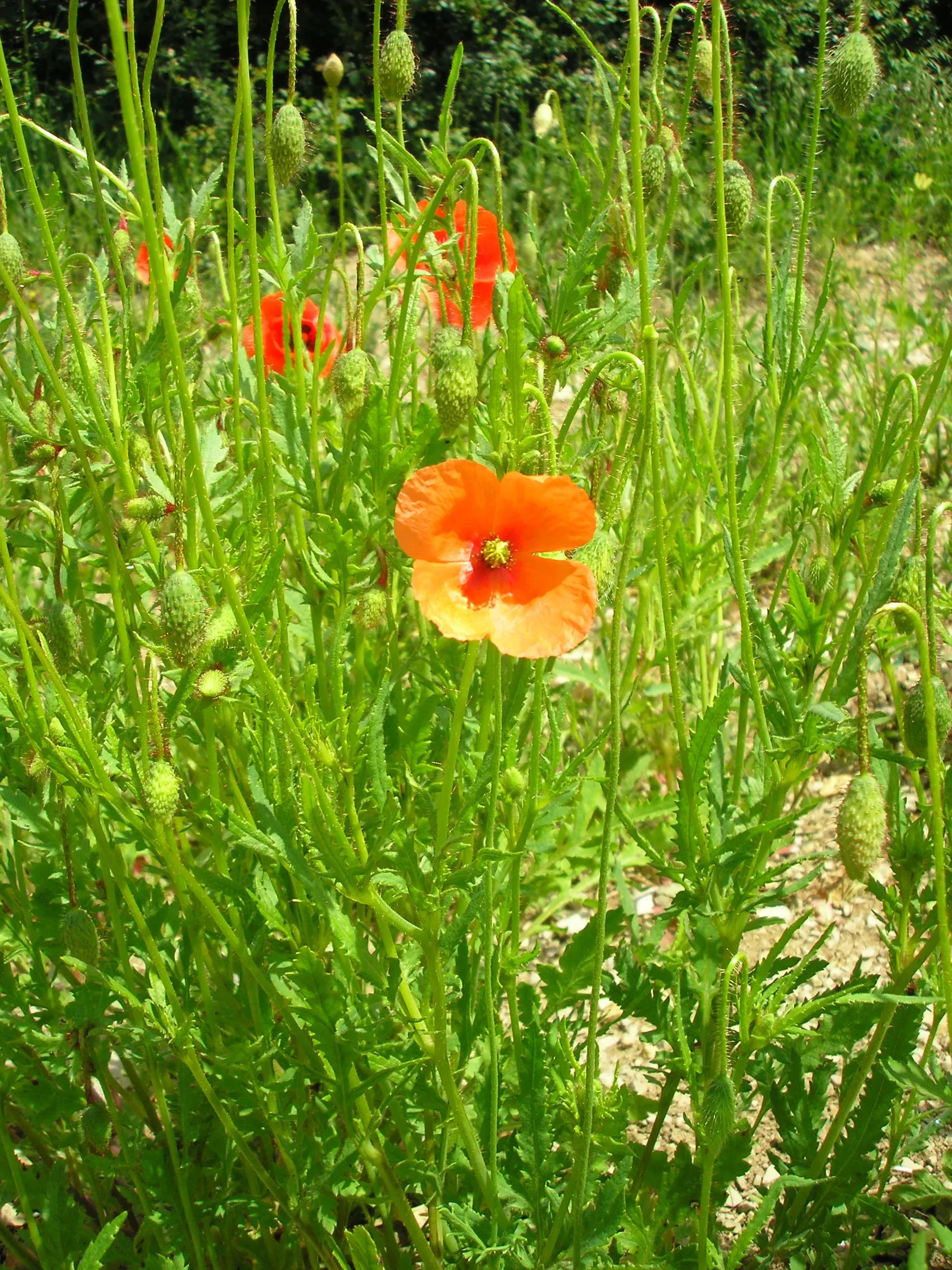 Papavero