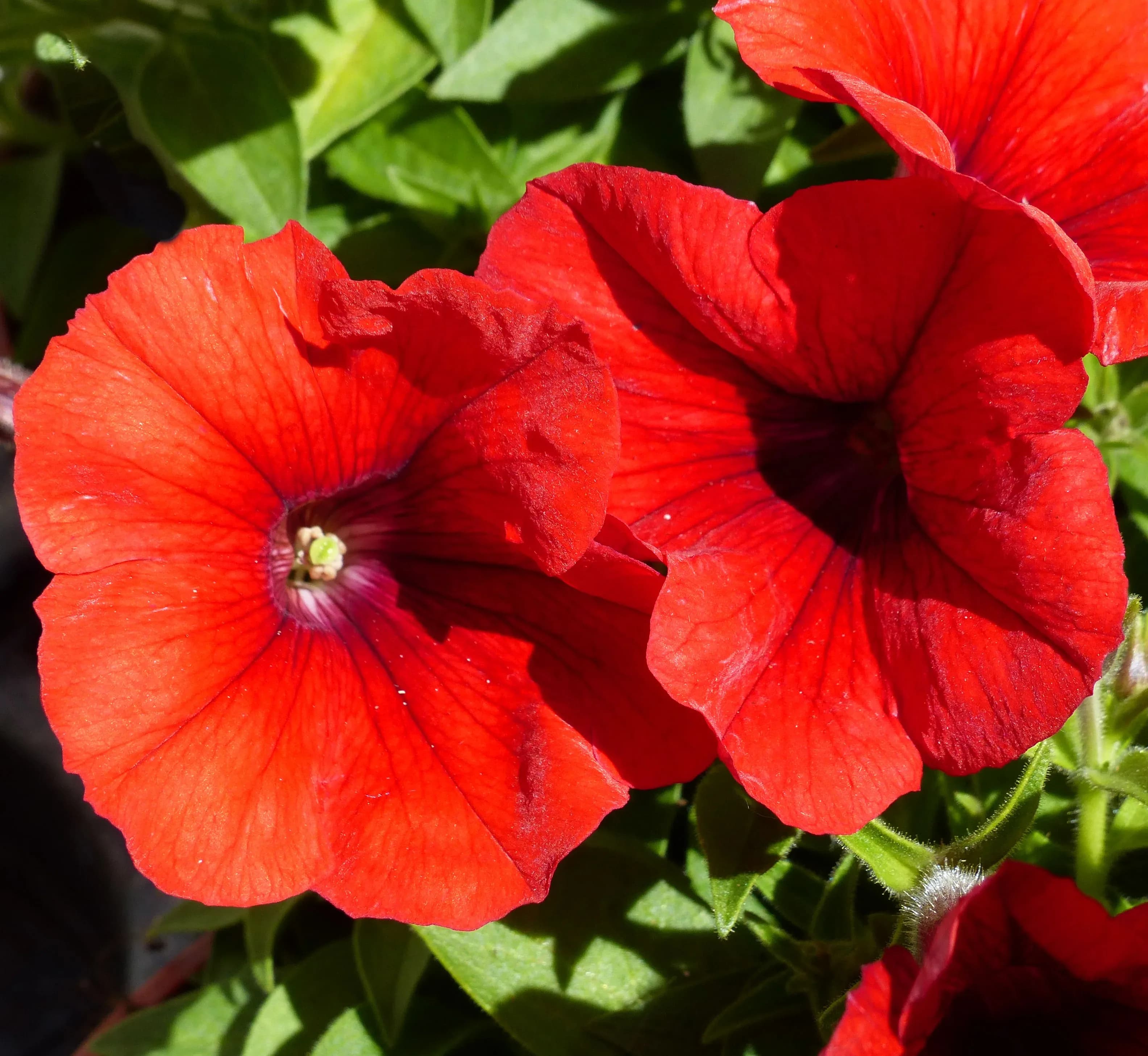 Petunia