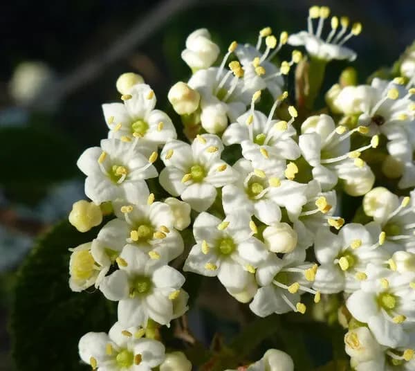 Viburno lantana 'Discolor'