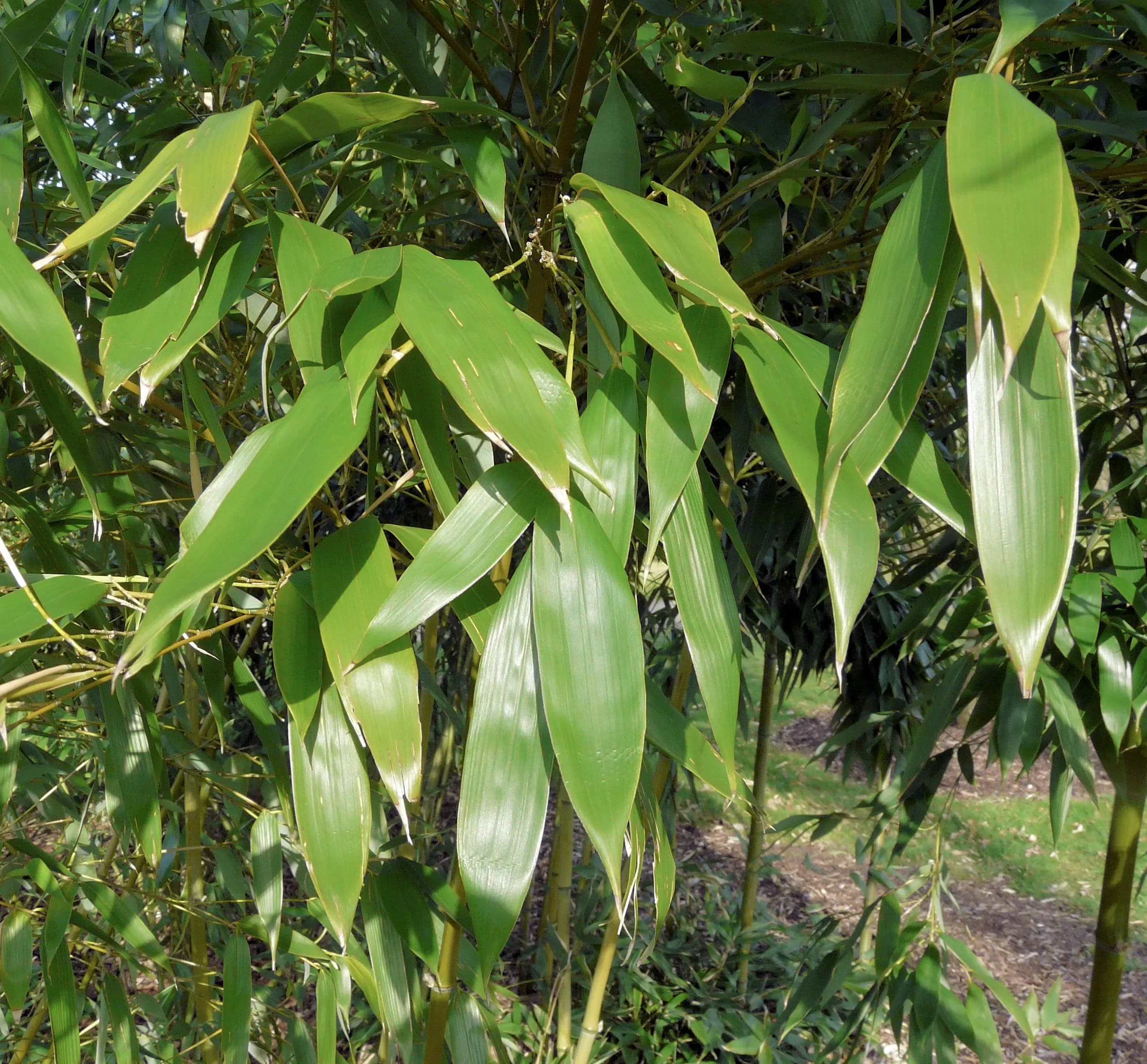 Bamboo Phyllostachys