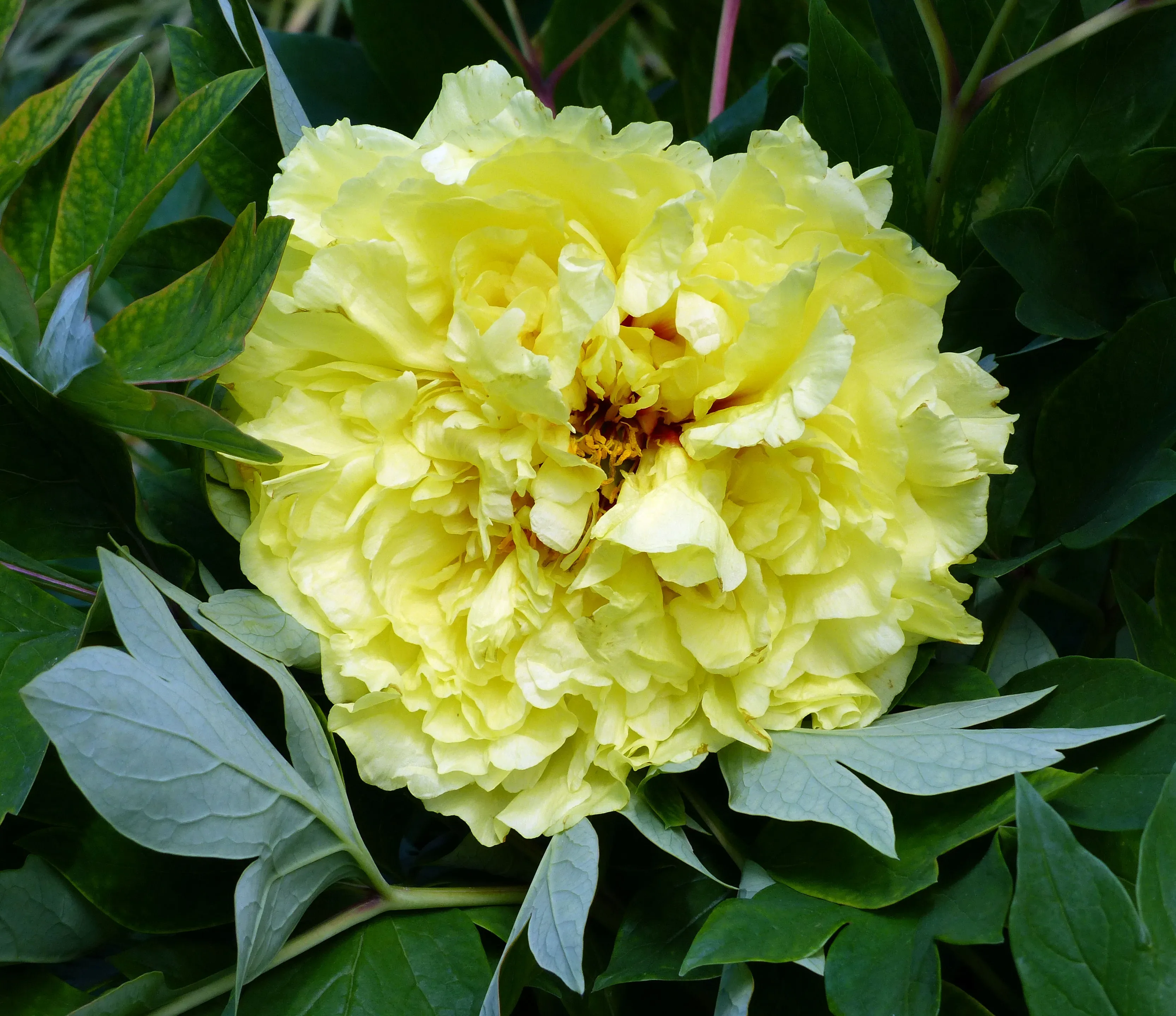 Peonia