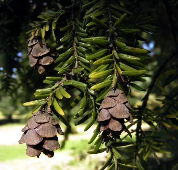 Abete del Canada 'Pendula'