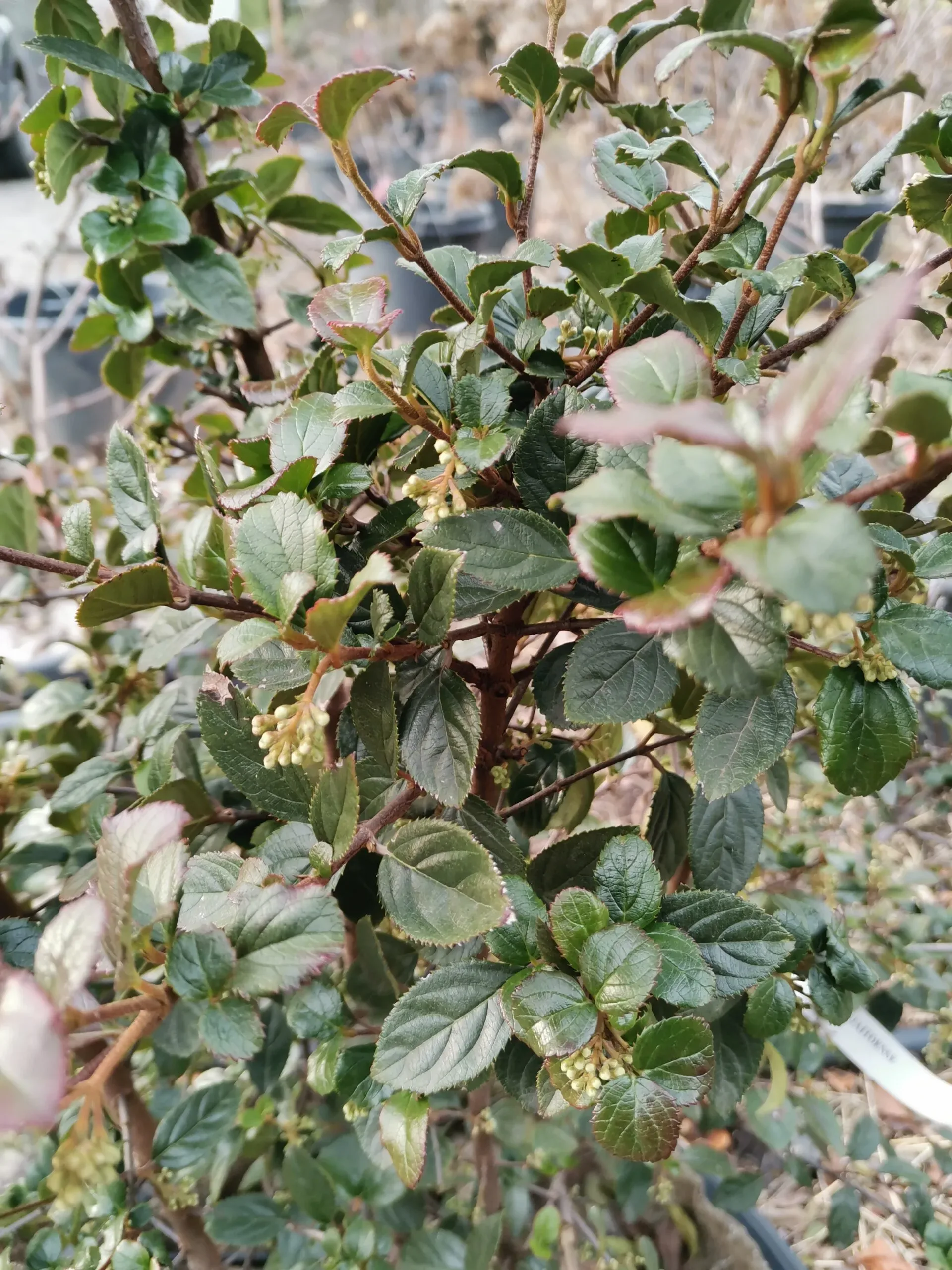 Viburnum tinus