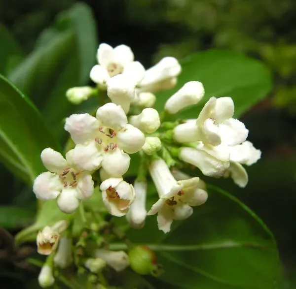 Viburnum subalpinum