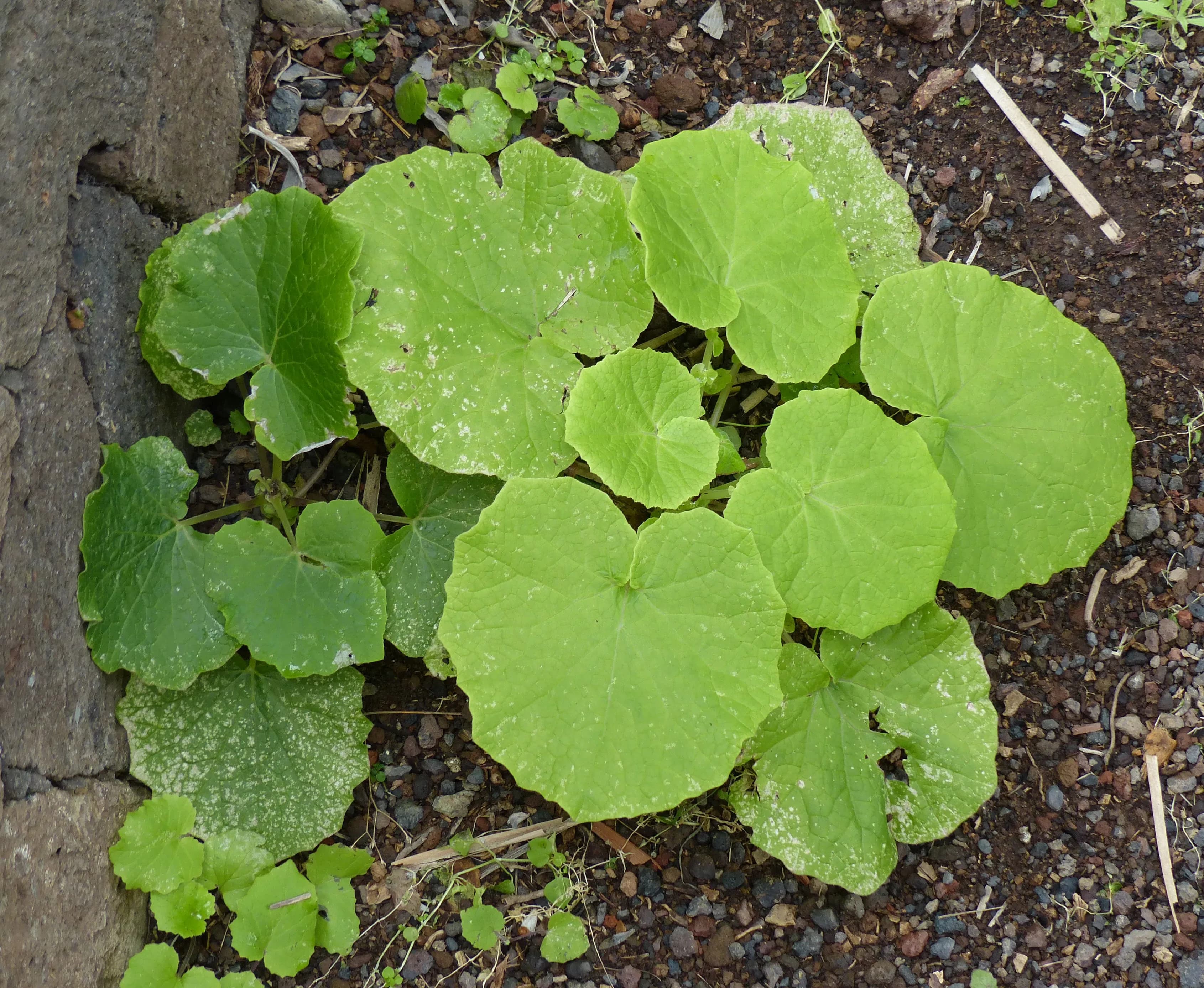 Cinerea (Pericallis)