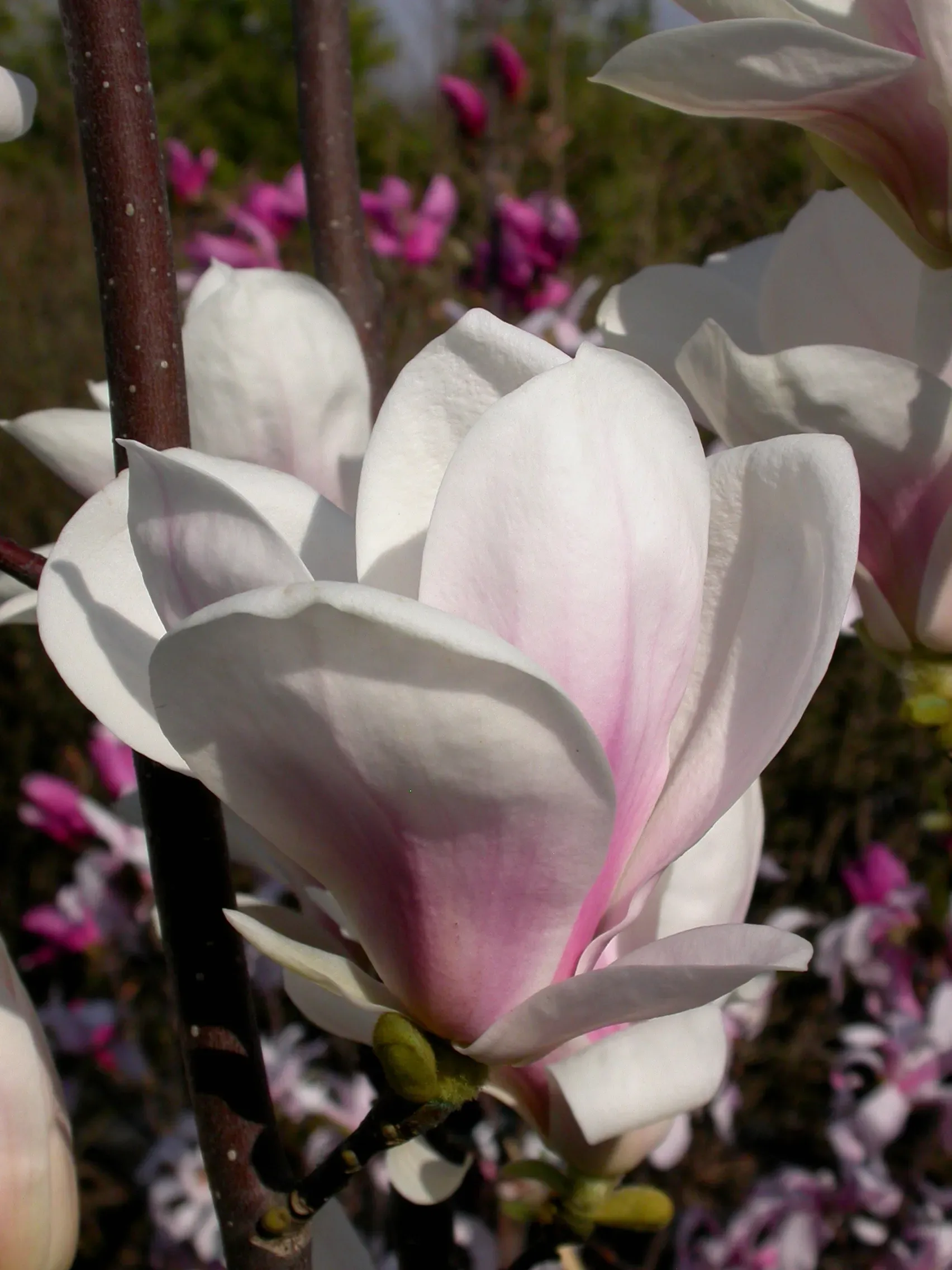 Magnolia