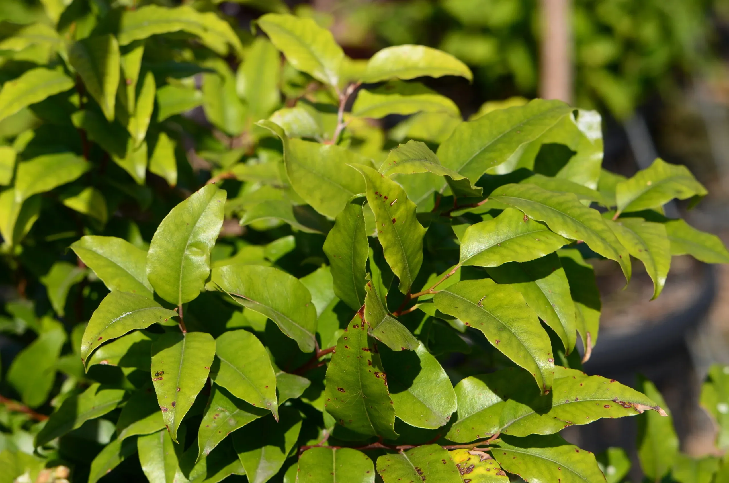 Agarista populifolia