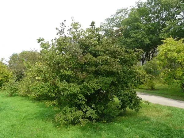 Viburnum lobophyllum