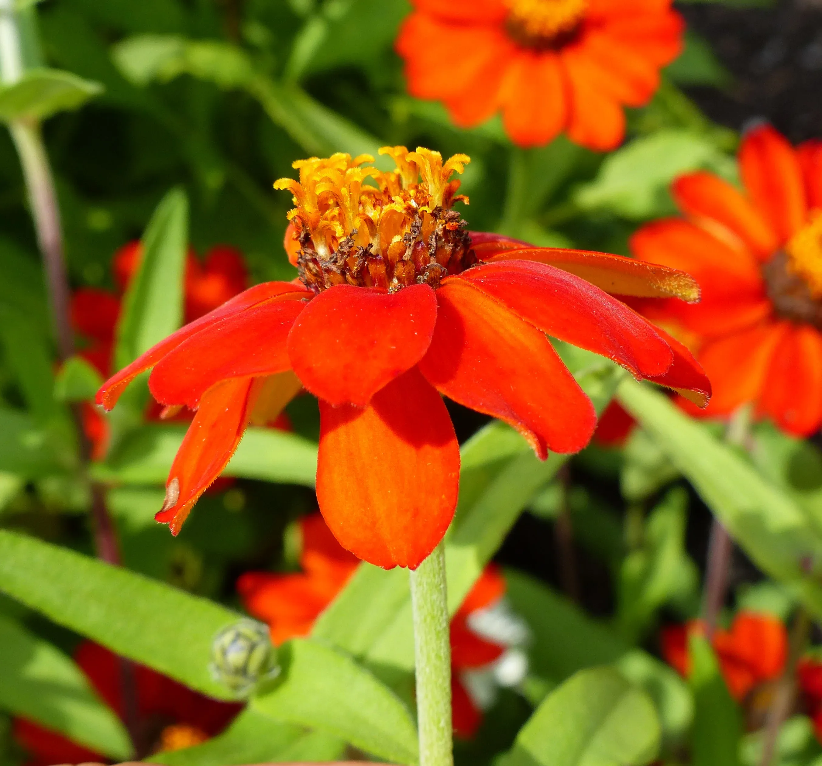 Zinnia di Haage cultivar 'Profusion Knee-High Red'