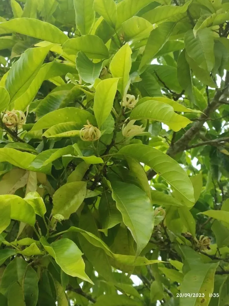 Magnolia bianca