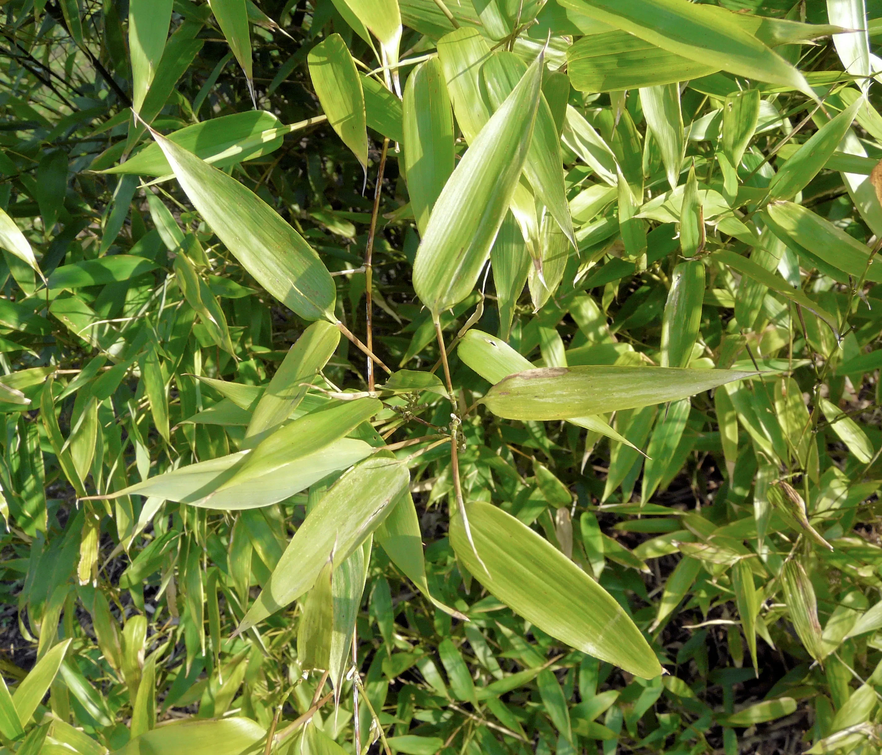 Bamboo Phyllostachys