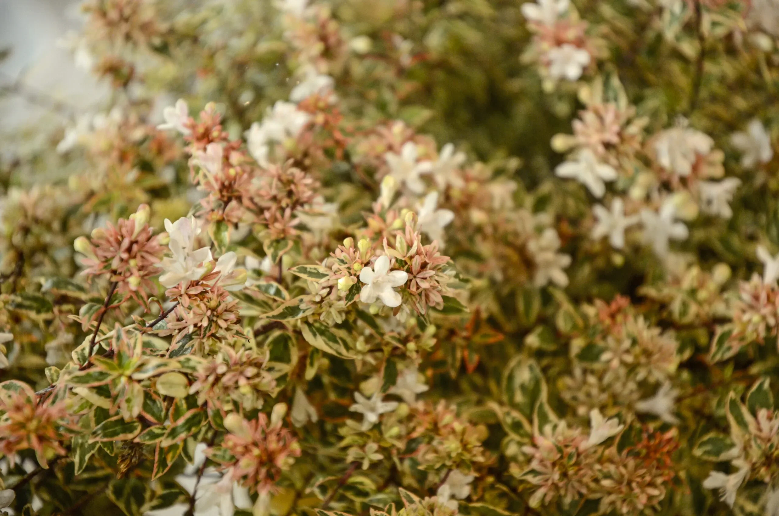Abelia x grandiflora ‘Tricolor Charme’