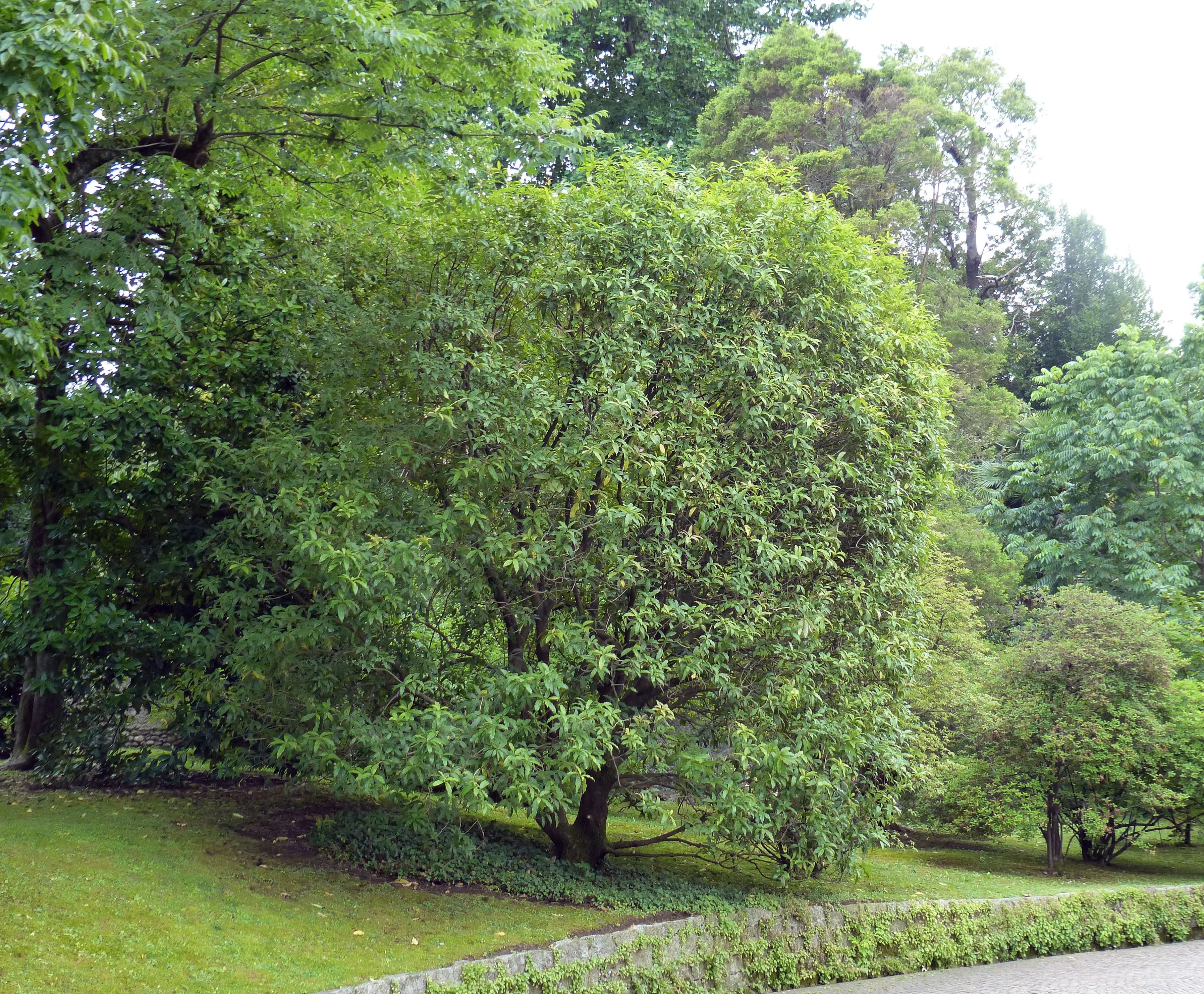 Osmanthus