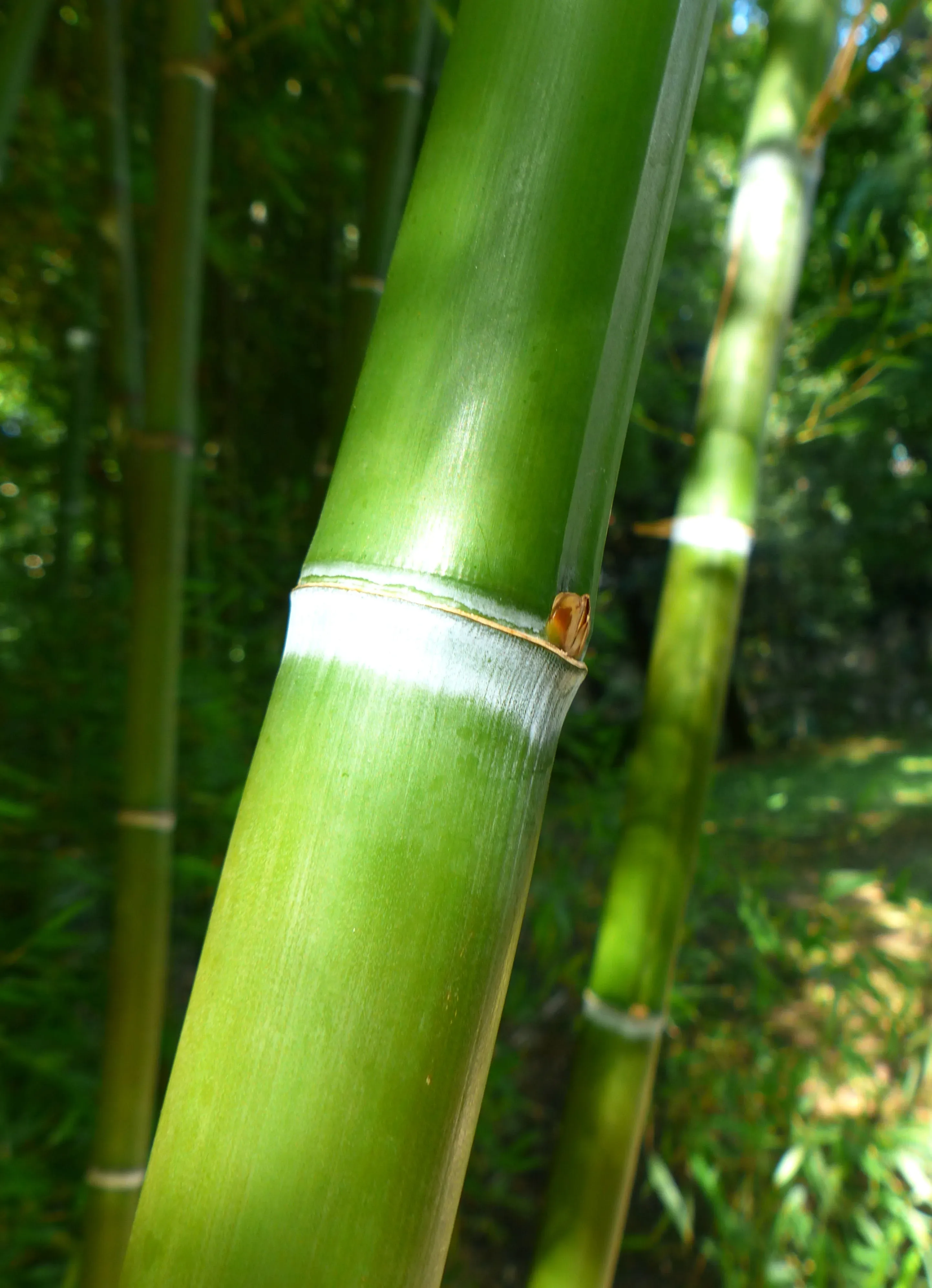 Bamboo Phyllostachys