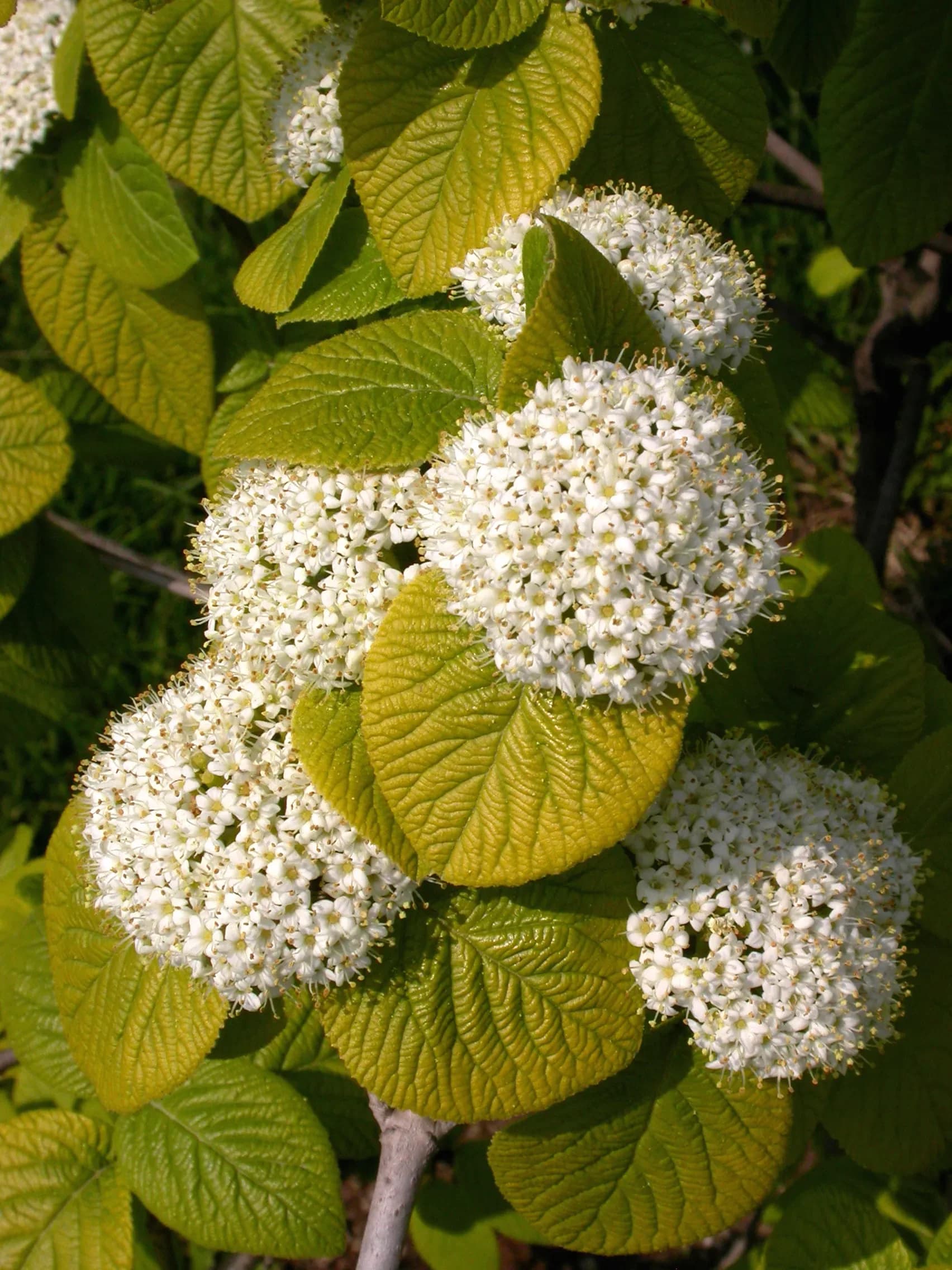 Viburno lantana ‘Aureum’