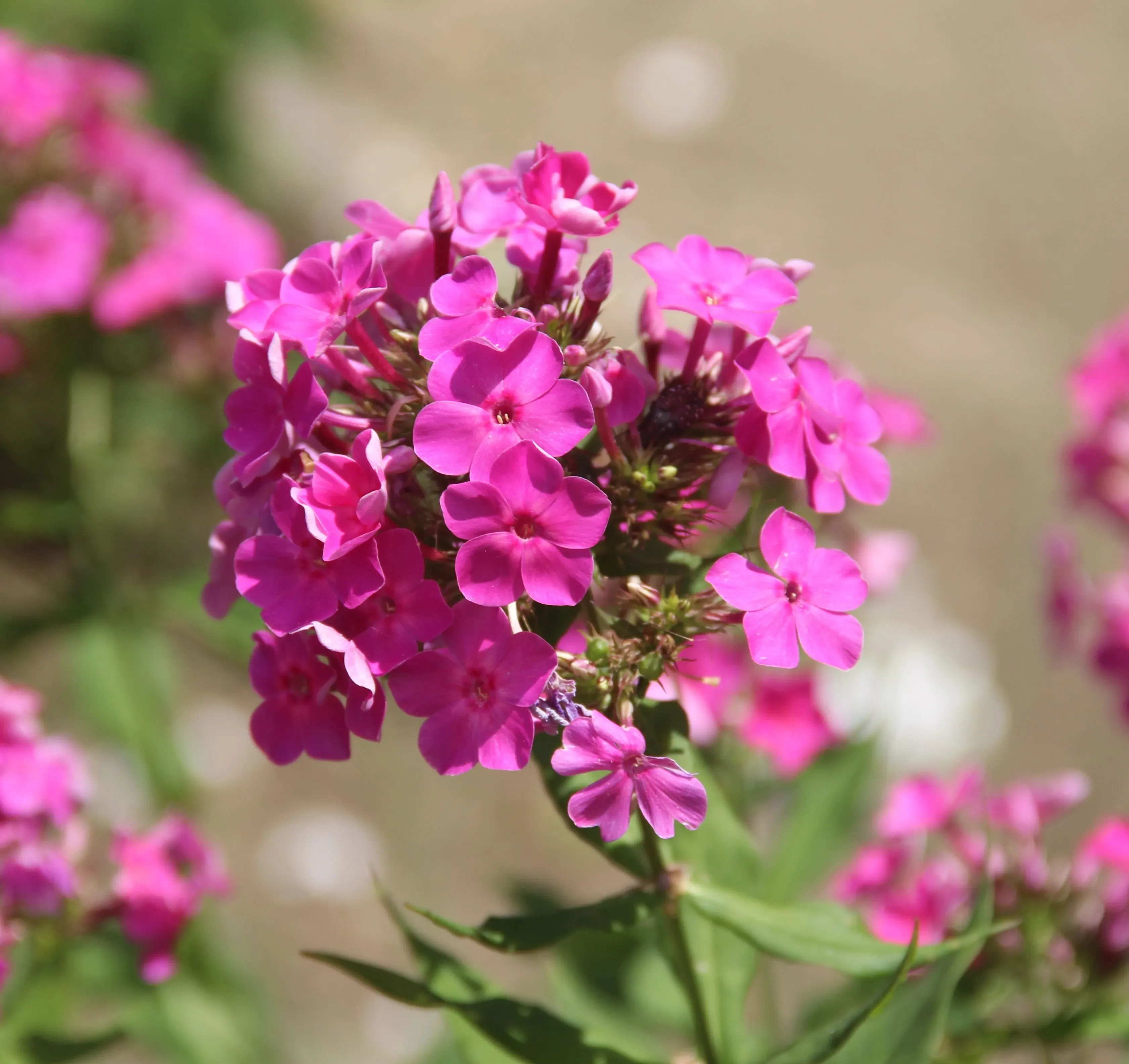Flox paniculato