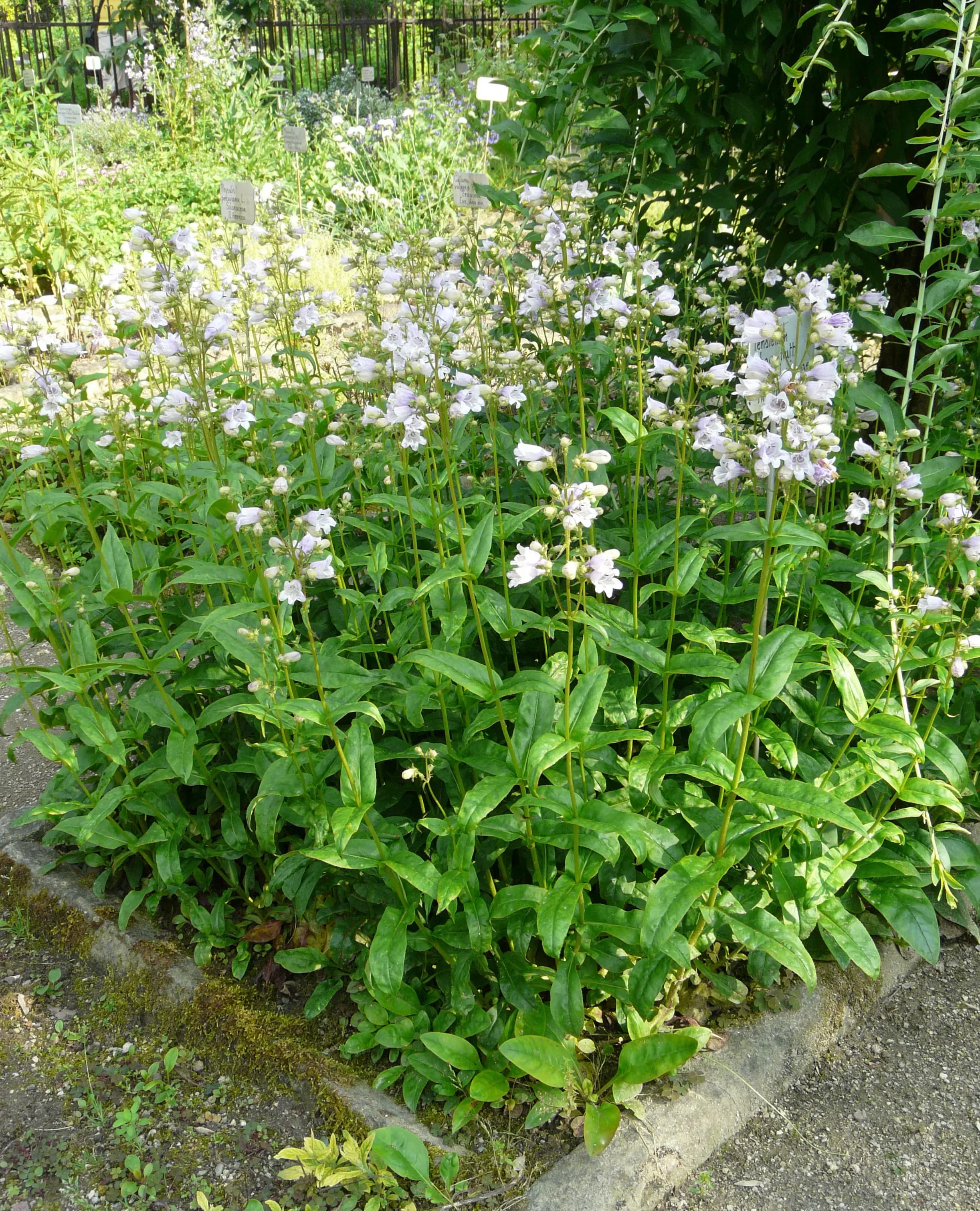 Penstemon
