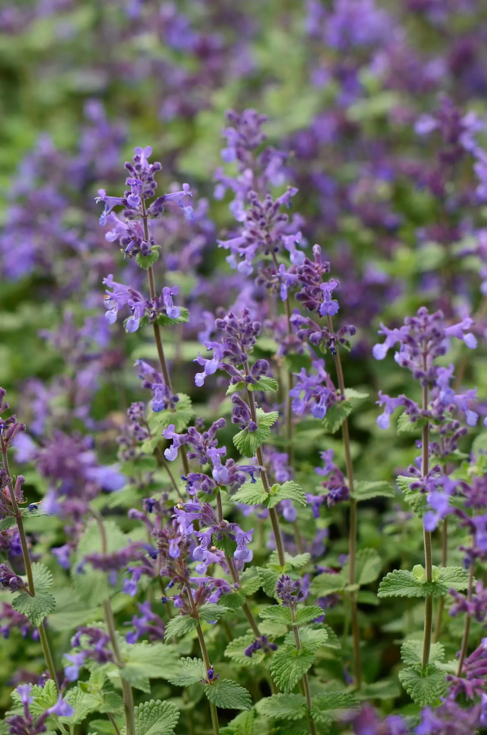 Nepeta racemosa