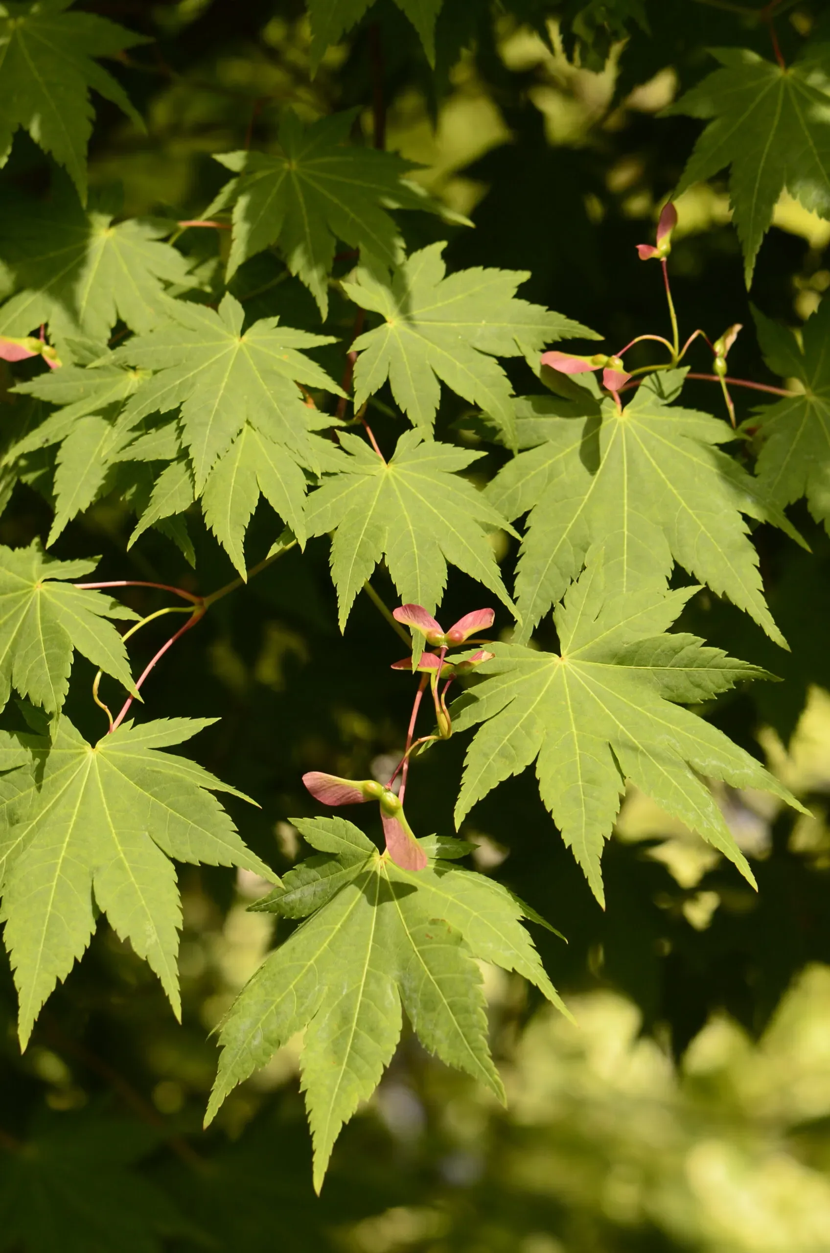 Acero Palmato 'Matsuyoi'