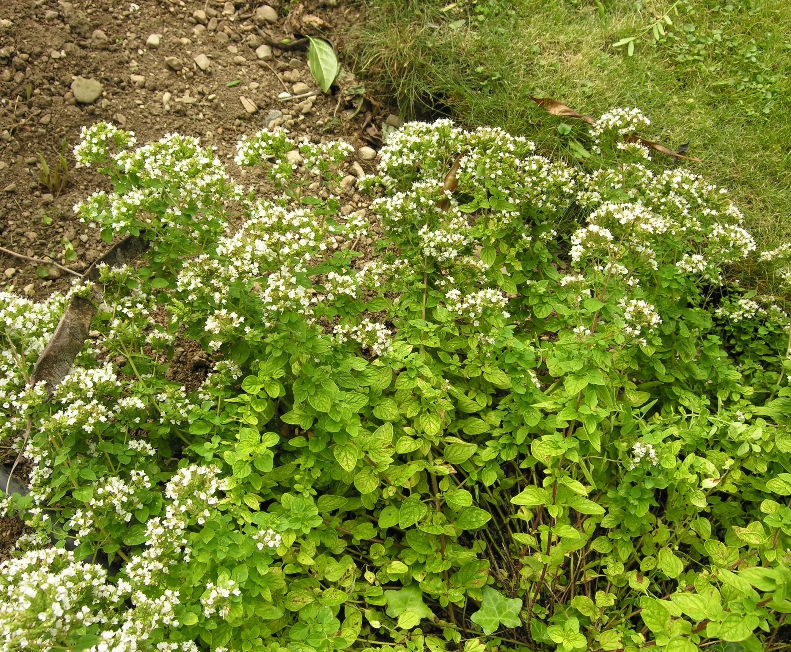 Origano
