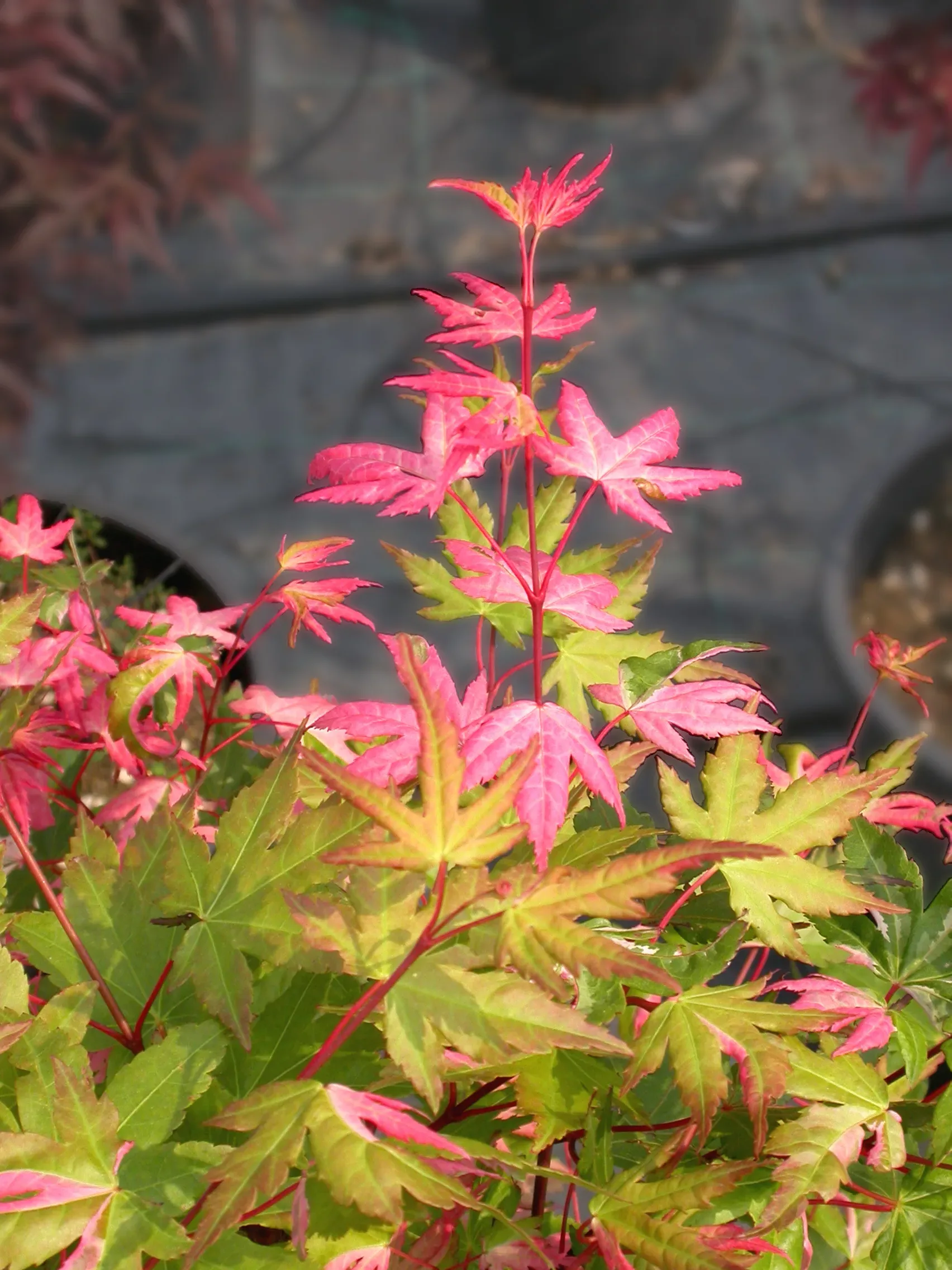 Acero Palmato 'Okukuji-nishiki'